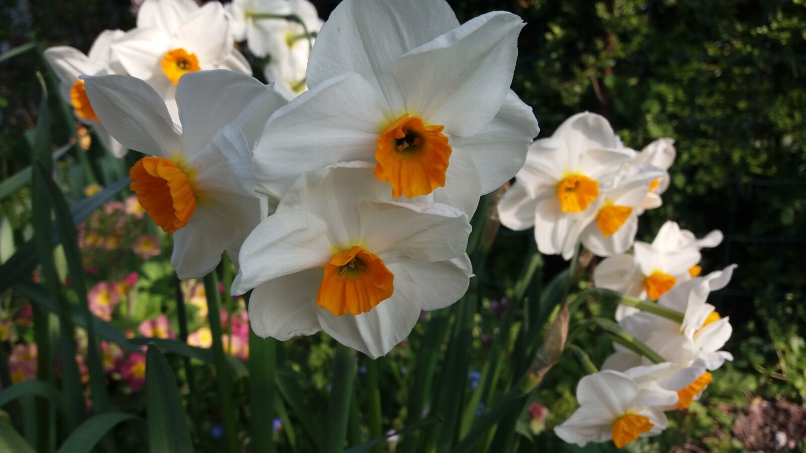 Samsung Galaxy J5 sample photo. Spring flower, daffodil, white photography
