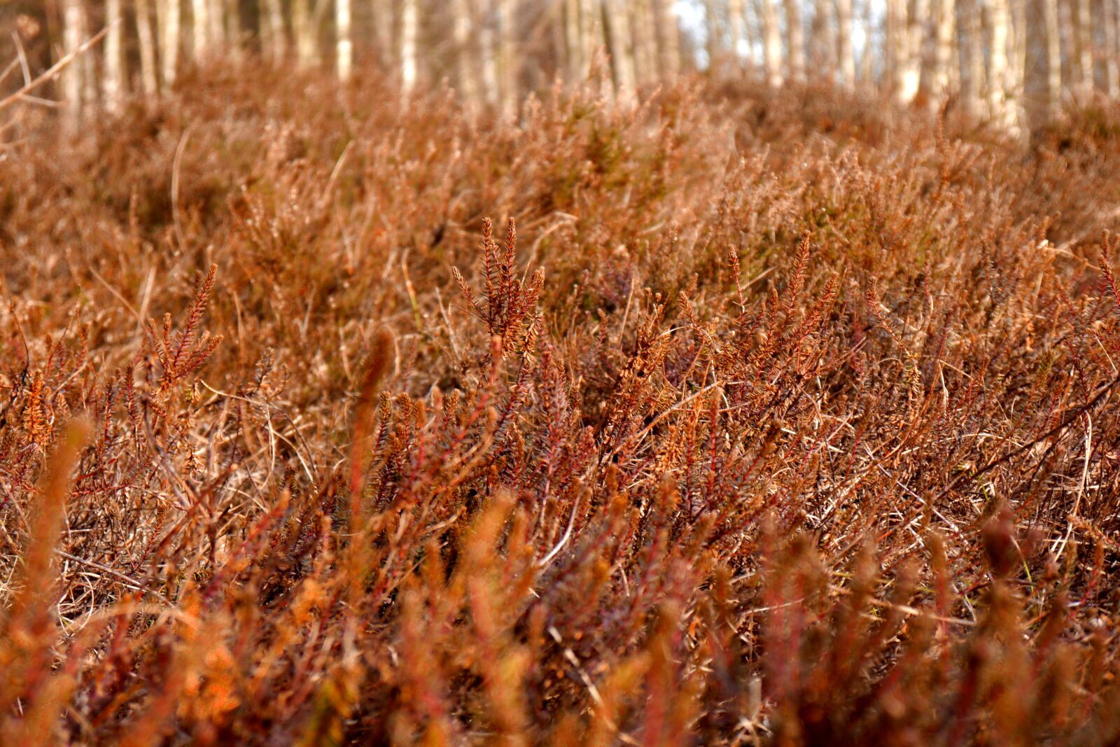Panasonic Lumix DMC-G5 sample photo. Rote heide, red, red photography