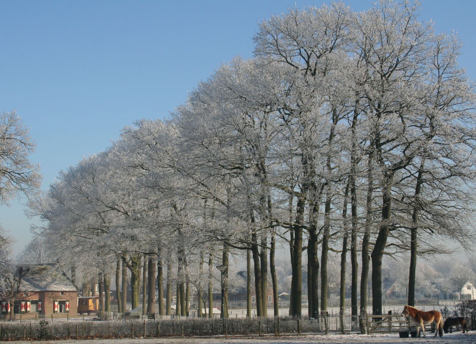 Canon EOS 350D (EOS Digital Rebel XT / EOS Kiss Digital N) sample photo. Winter, soest, trees photography