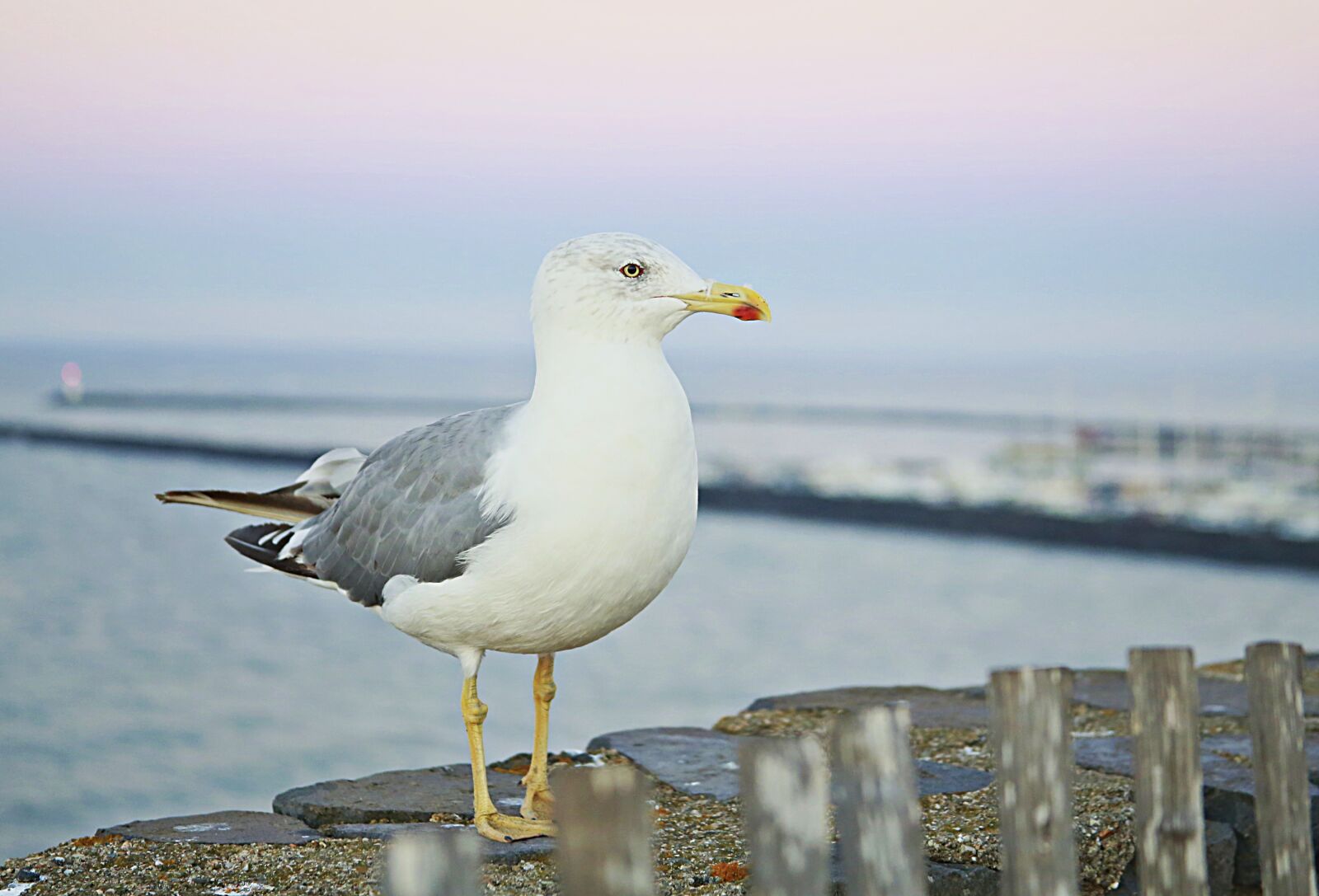 Canon EOS 5D Mark III sample photo. Seagull, bird, sea photography