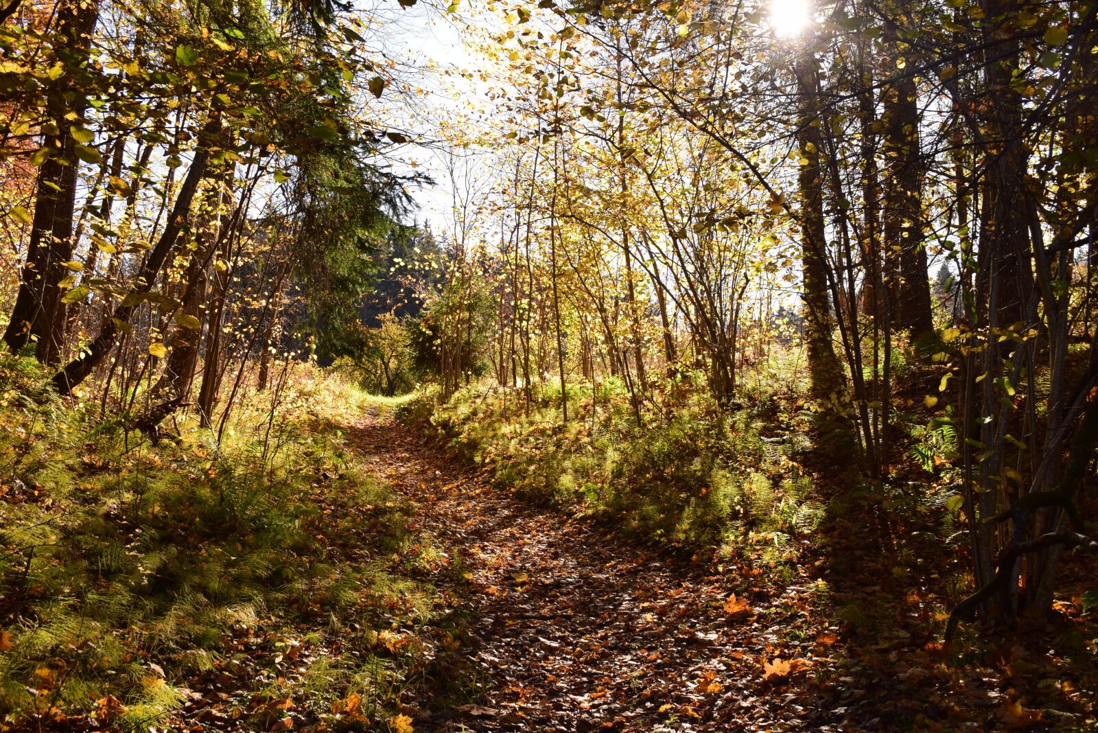 Nikon D5300 sample photo. Nature, autumn, fall photography