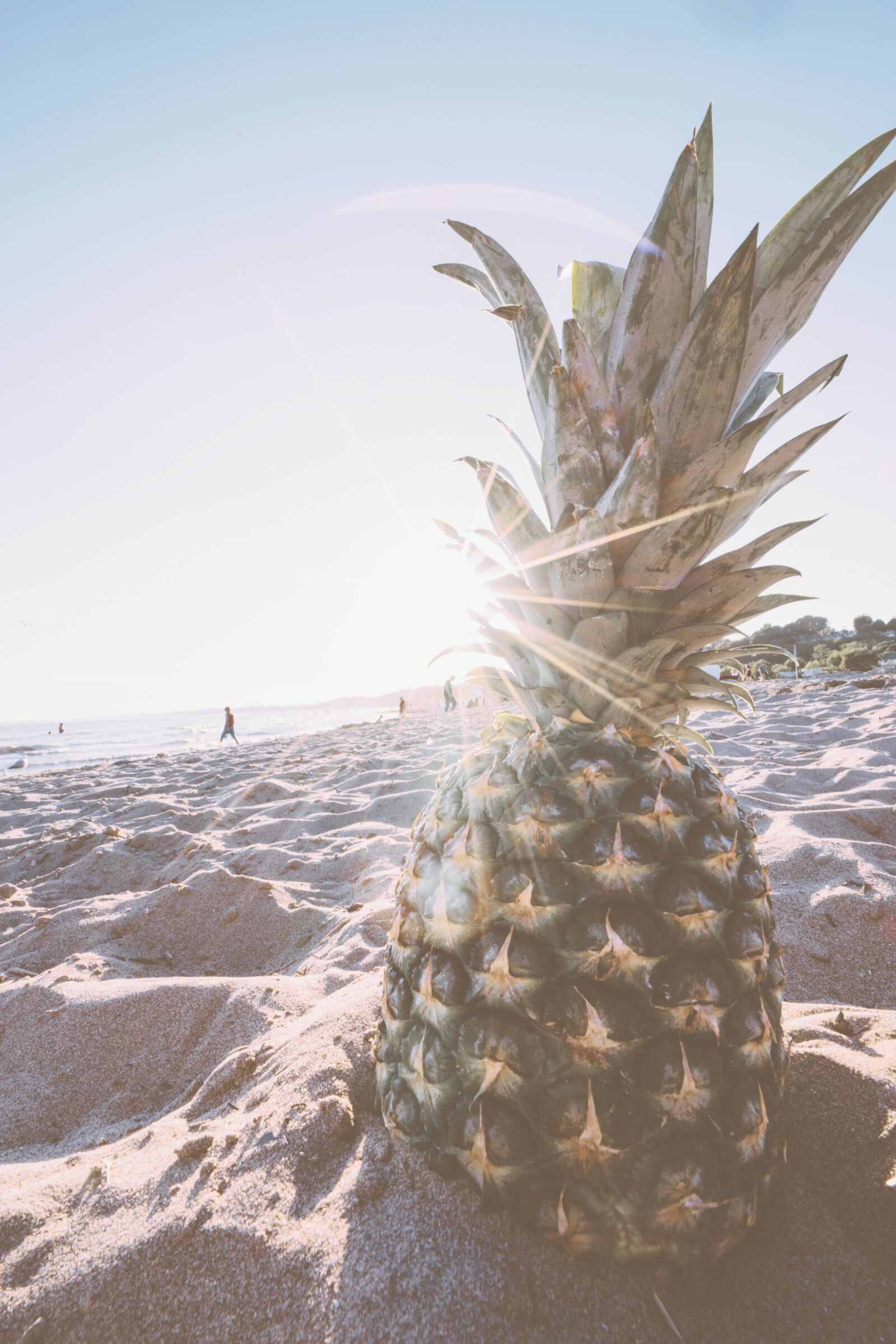 Sony a7 II + Sony Vario-Tessar T* FE 16-35mm F4 ZA OSS sample photo. Pineapple, in, gray, sand photography
