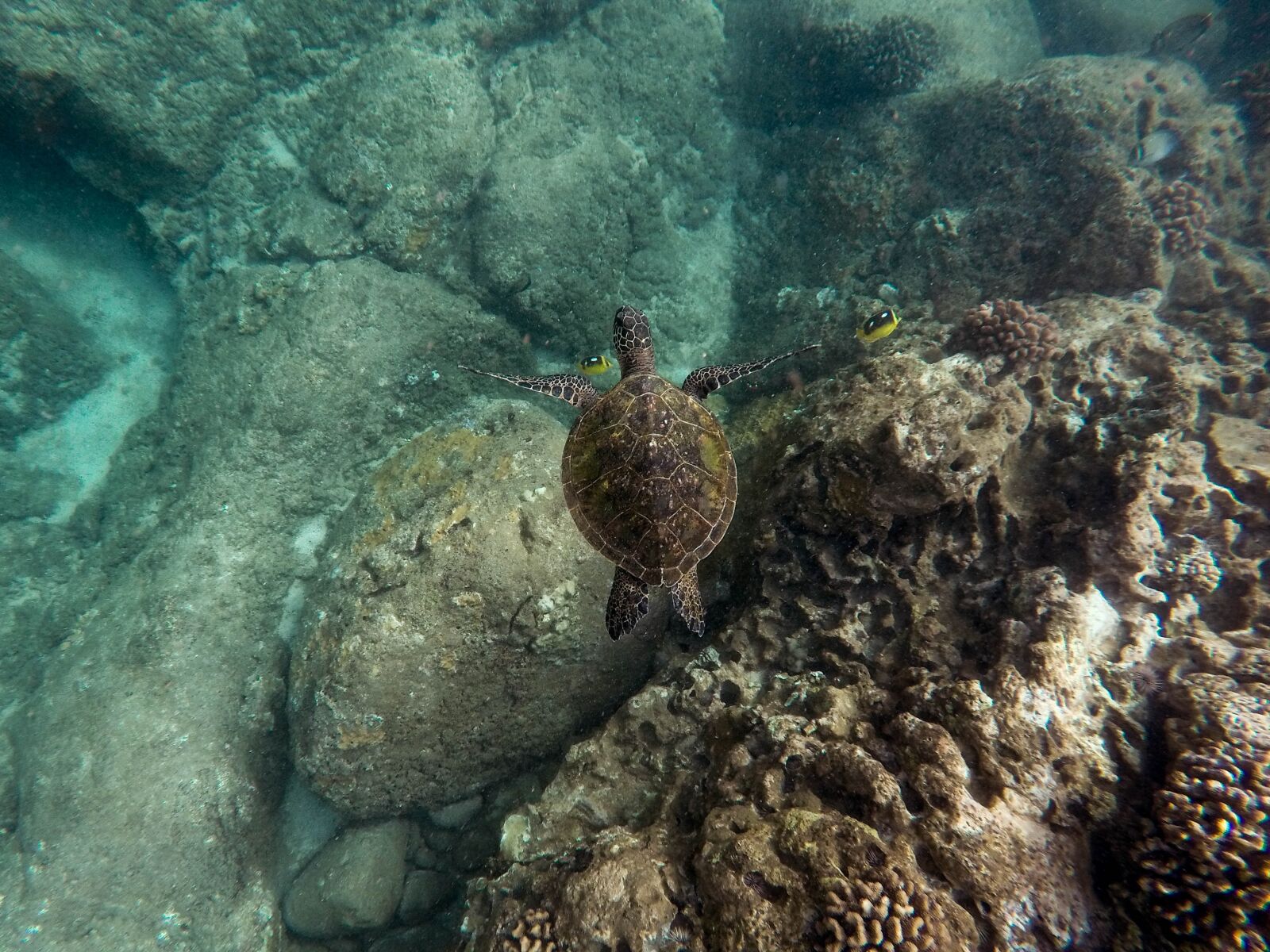 GoPro HERO4 Silver sample photo. Animals, coral, fishes photography