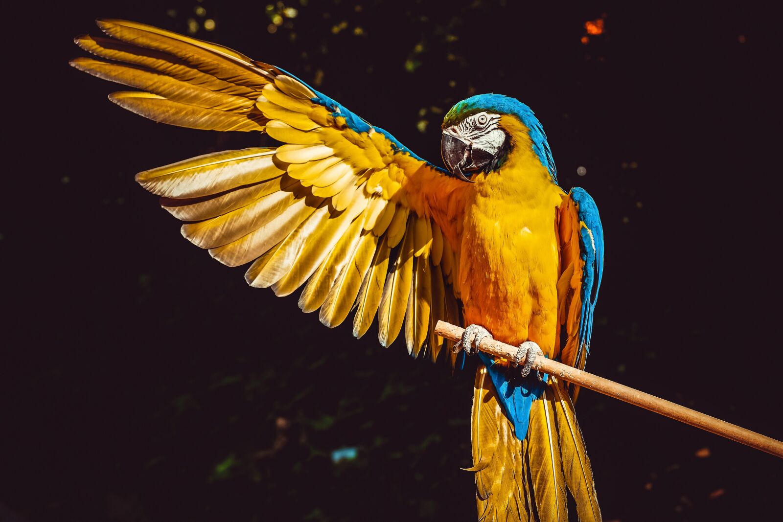 Fujifilm X-T10 sample photo. Ara, parrot, yellow macaw photography