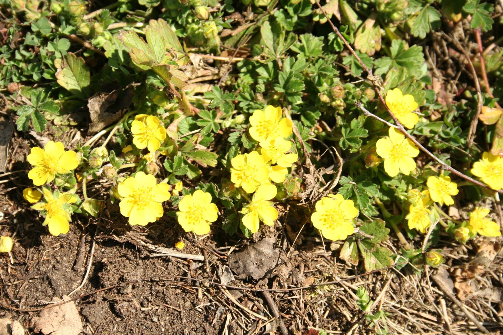 Canon EOS 350D (EOS Digital Rebel XT / EOS Kiss Digital N) sample photo. Flowers, spring, nature photography
