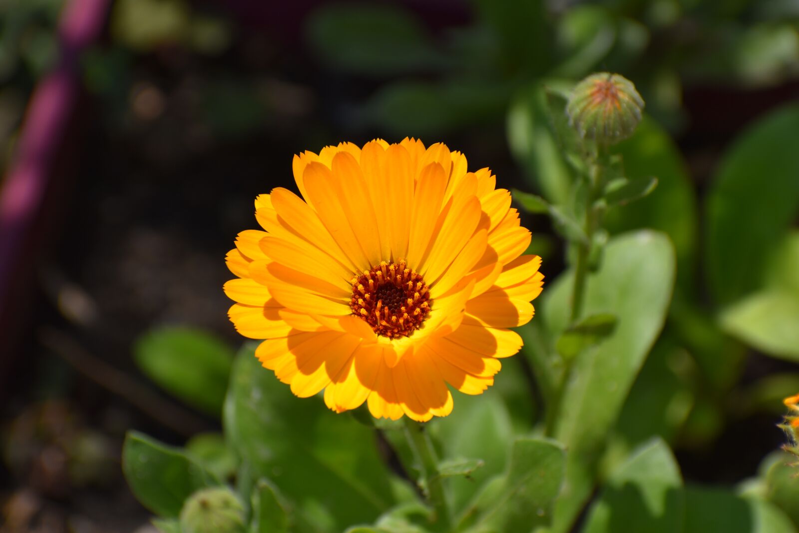 Nikon D3500 sample photo. Flowers, spring, flora photography