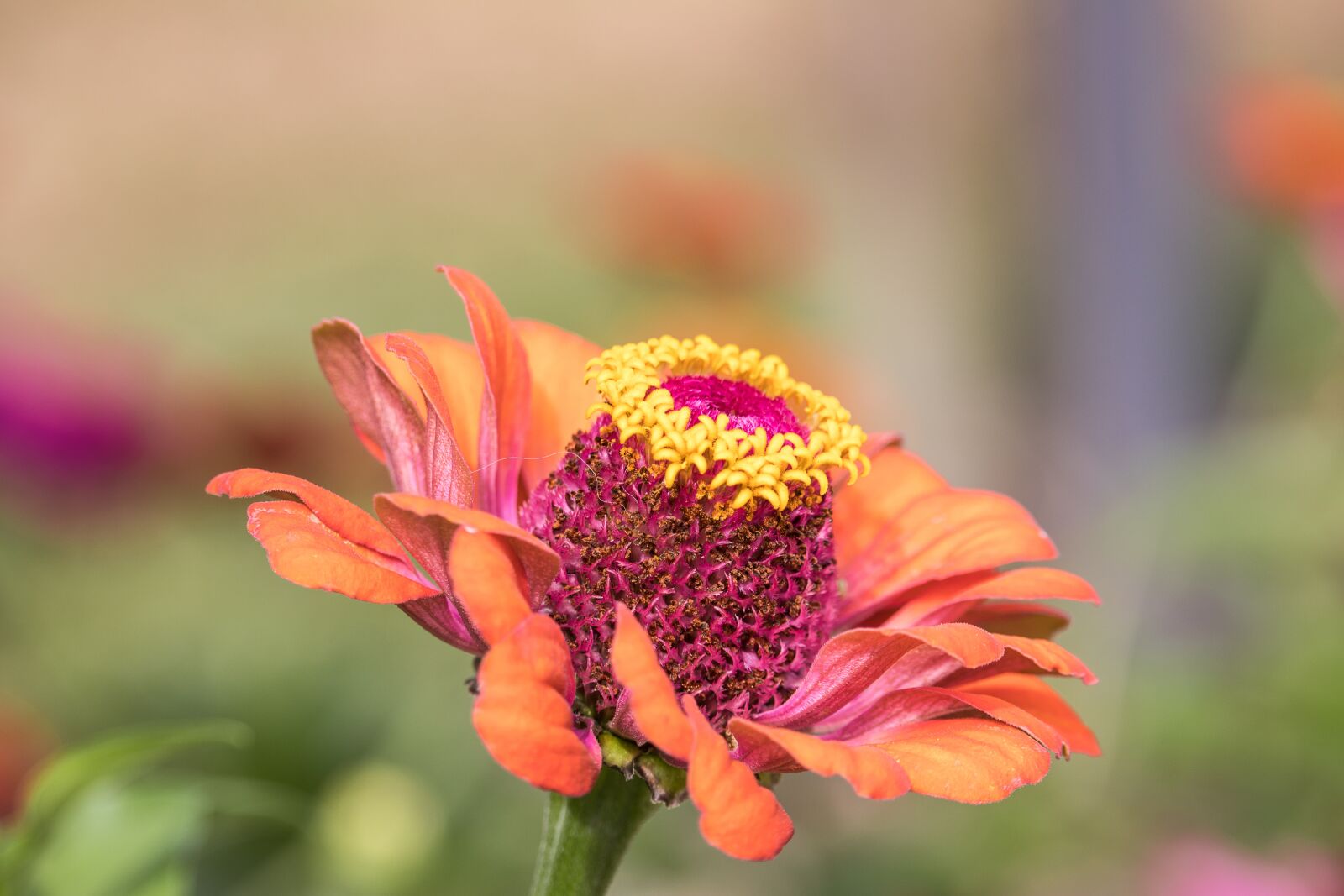 Canon EF-S 55-250mm F4-5.6 IS STM sample photo. Zinnia, blossom, bloom photography