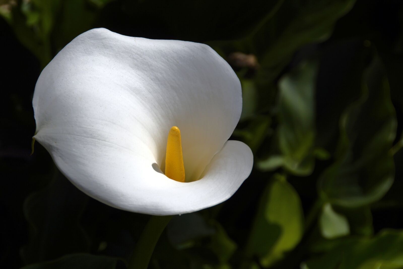 Nikon D7100 sample photo. Calla, flower, flowers photography