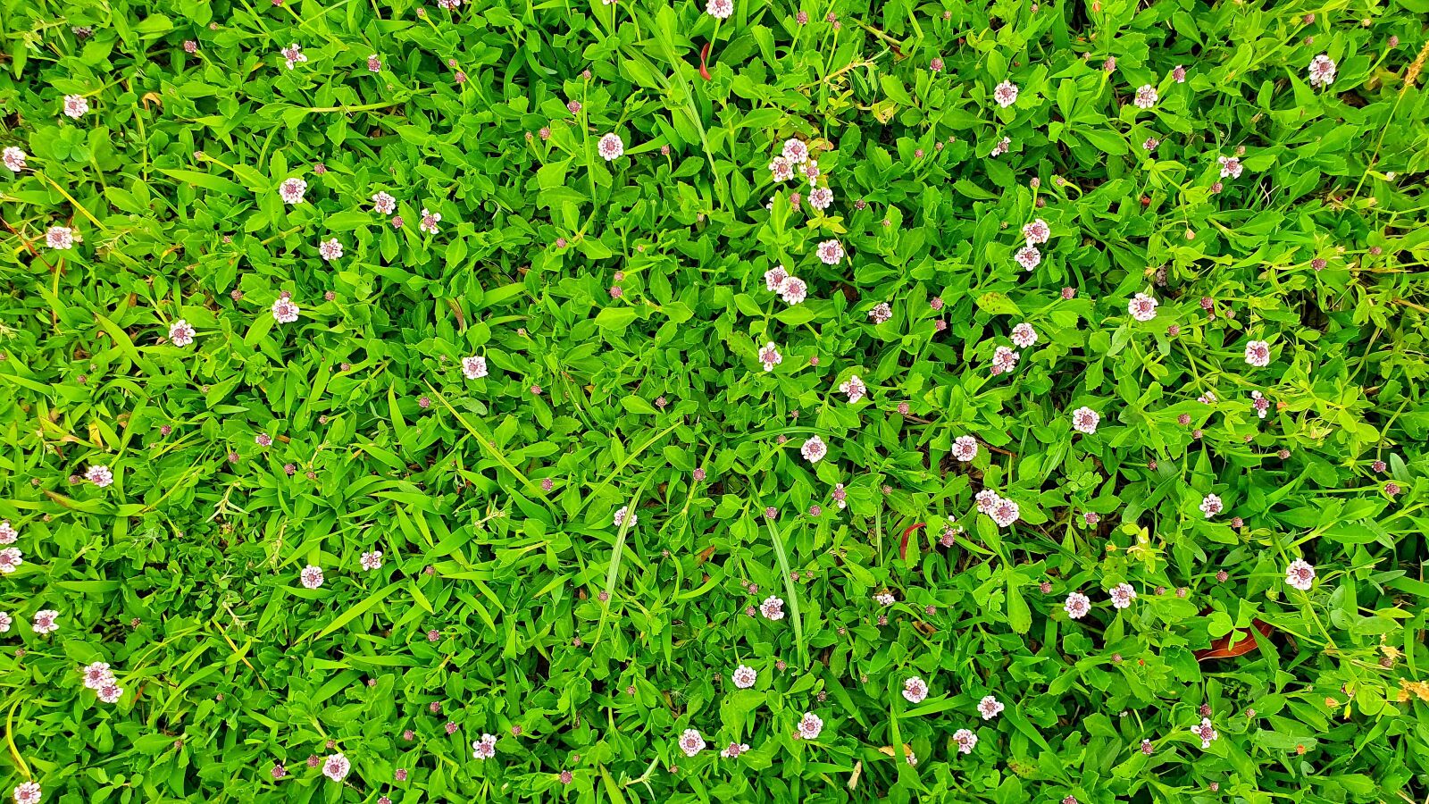 Samsung Galaxy S10e sample photo. Garden, flower, green photography