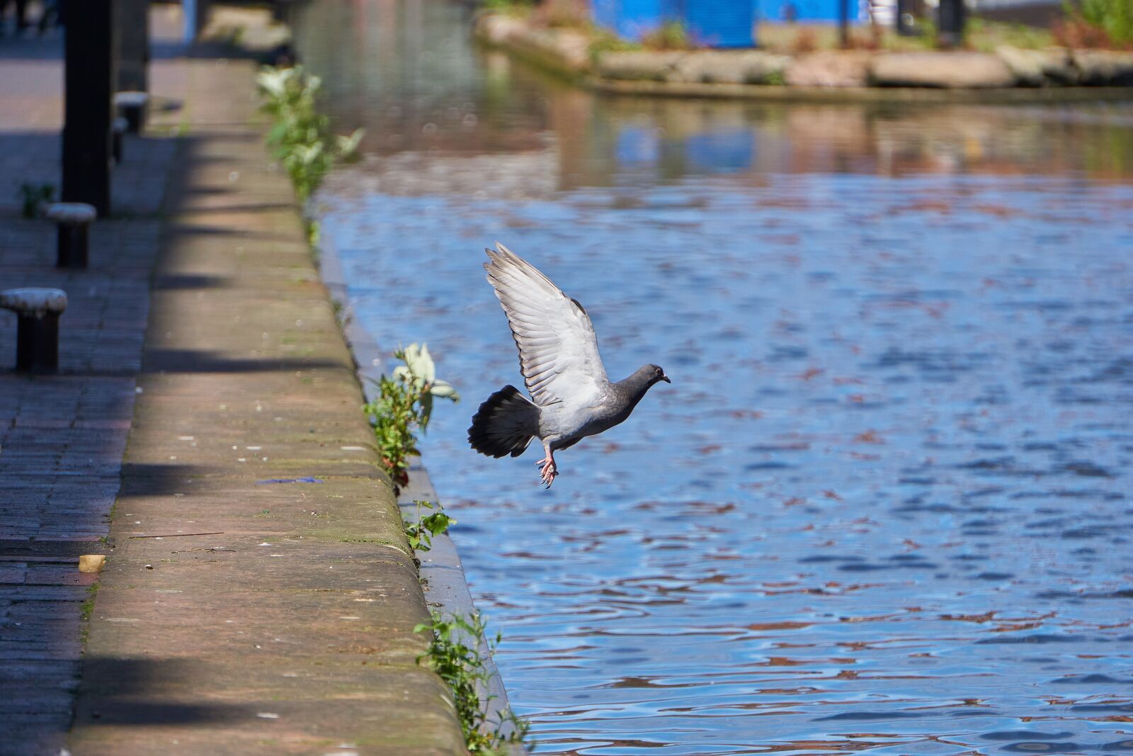 Sony E 55-210mm F4.5-6.3 OSS sample photo. Pigeon, flying, wing photography