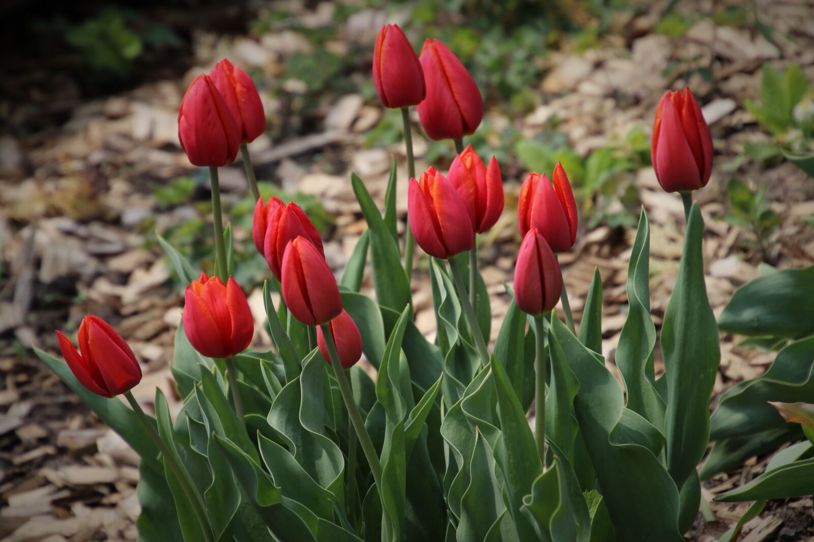 Canon EOS 80D sample photo. Spring, garden, tulips photography