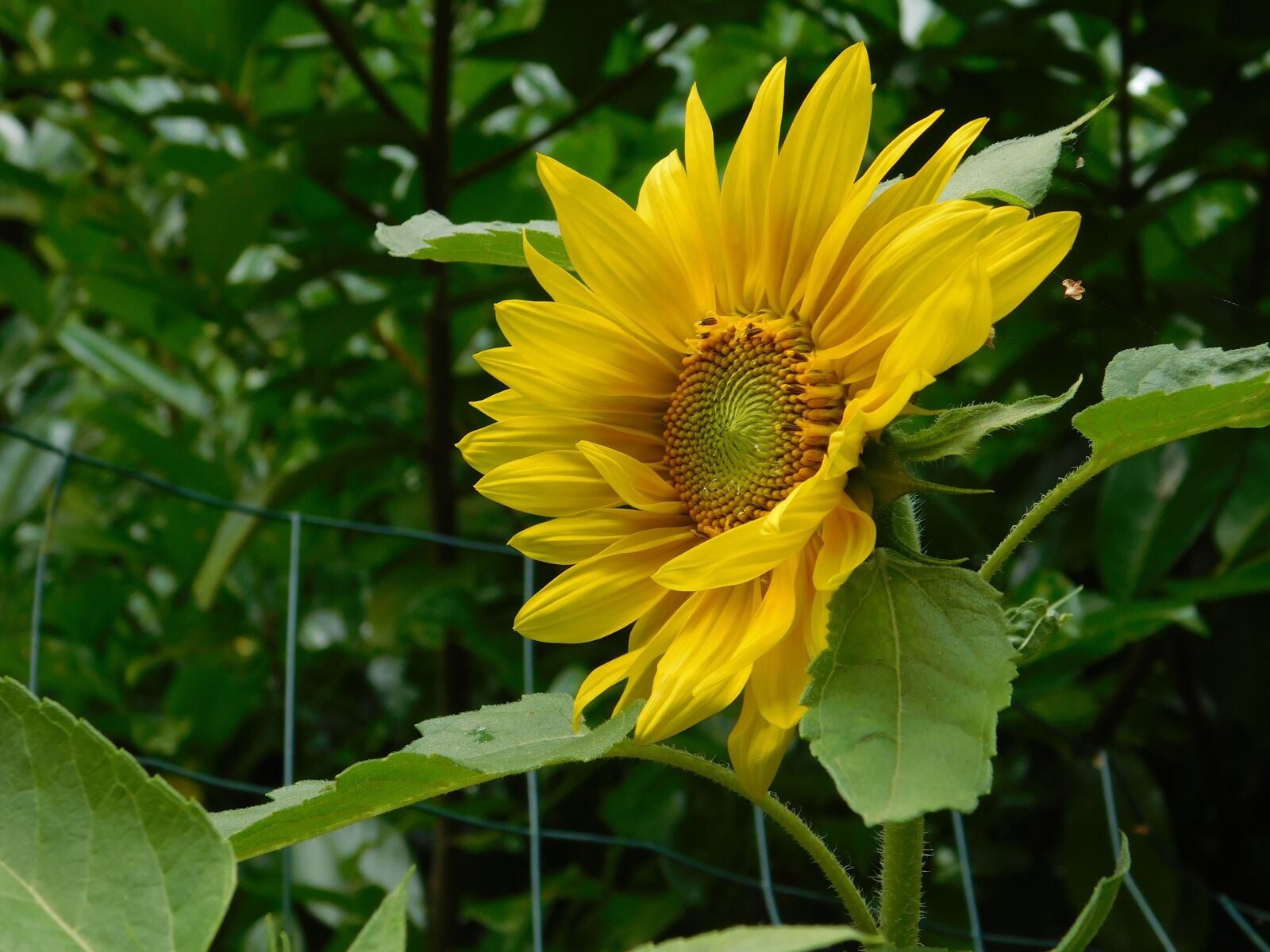 Nikon Coolpix L840 sample photo. Sunflower, private garden, summer photography