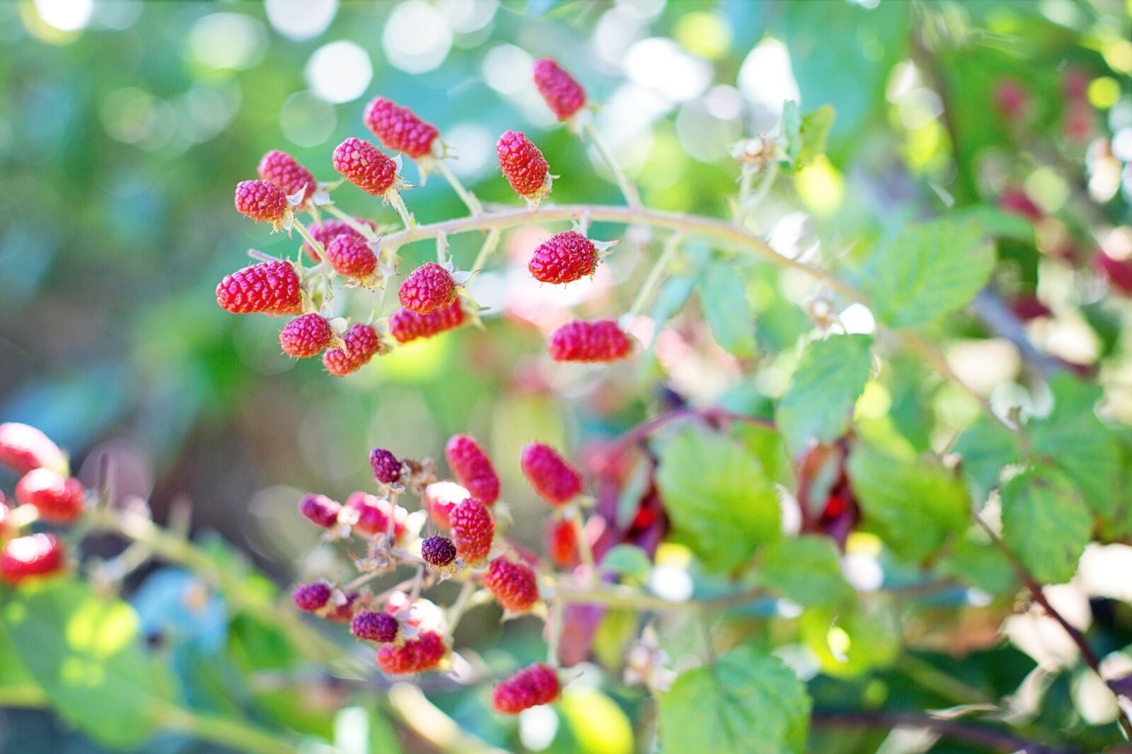 Canon EF 50mm F1.4 USM sample photo. Raspberries, bush, red photography