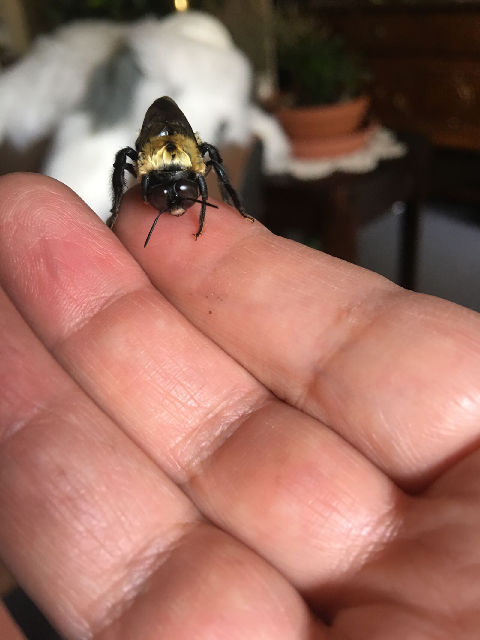 iPhone 6s Plus back camera 4.15mm f/2.2 sample photo. Carpenter bee, bees, nature photography