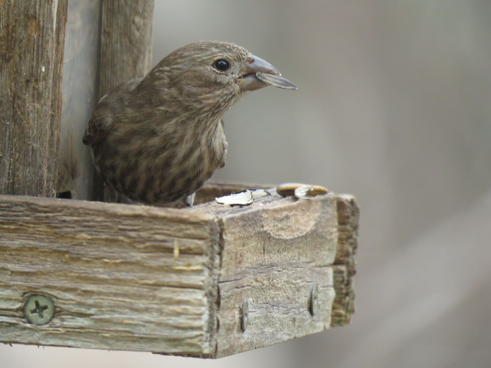 Canon PowerShot SX60 HS sample photo. Bird, feeder, outdoors photography