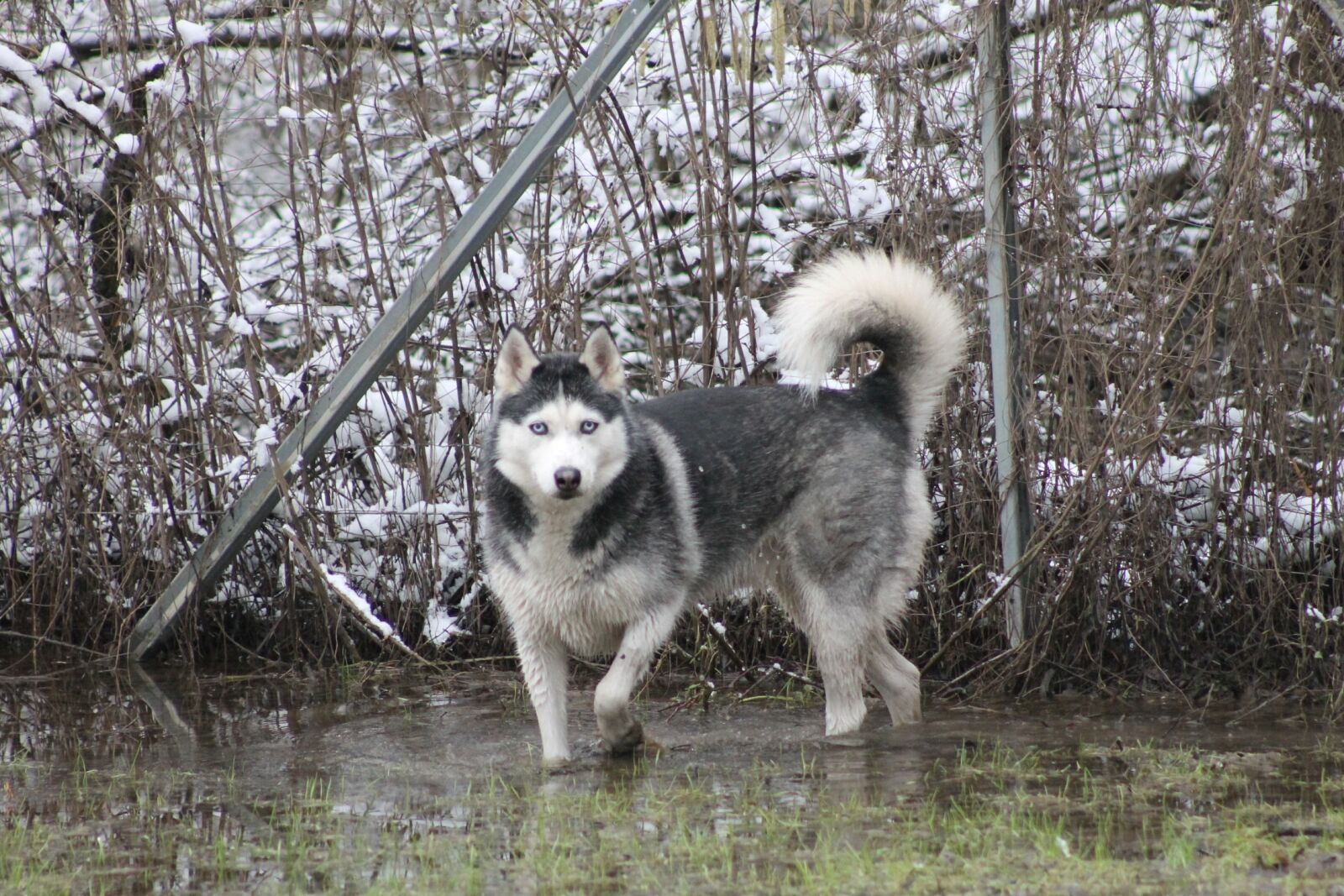 Canon EF75-300mm f/4-5.6 sample photo. Animal, dog, mammal photography
