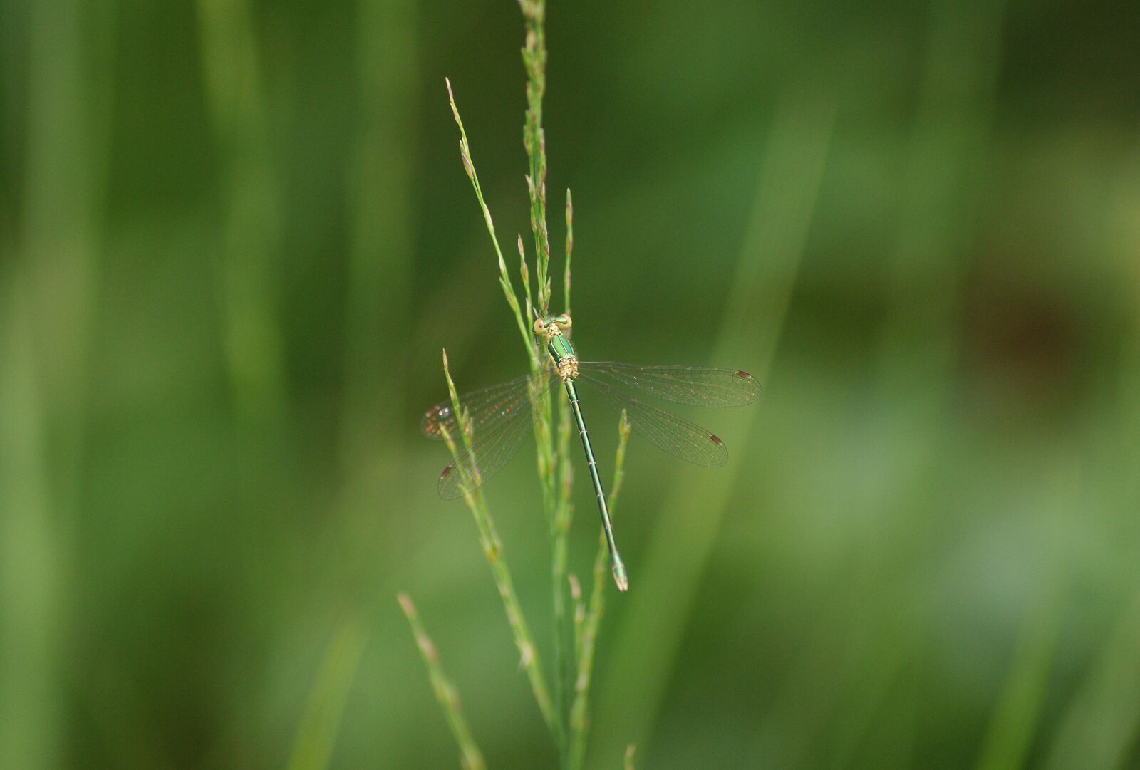 Sony Alpha DSLR-A300 sample photo. Wa ka, pa tka photography
