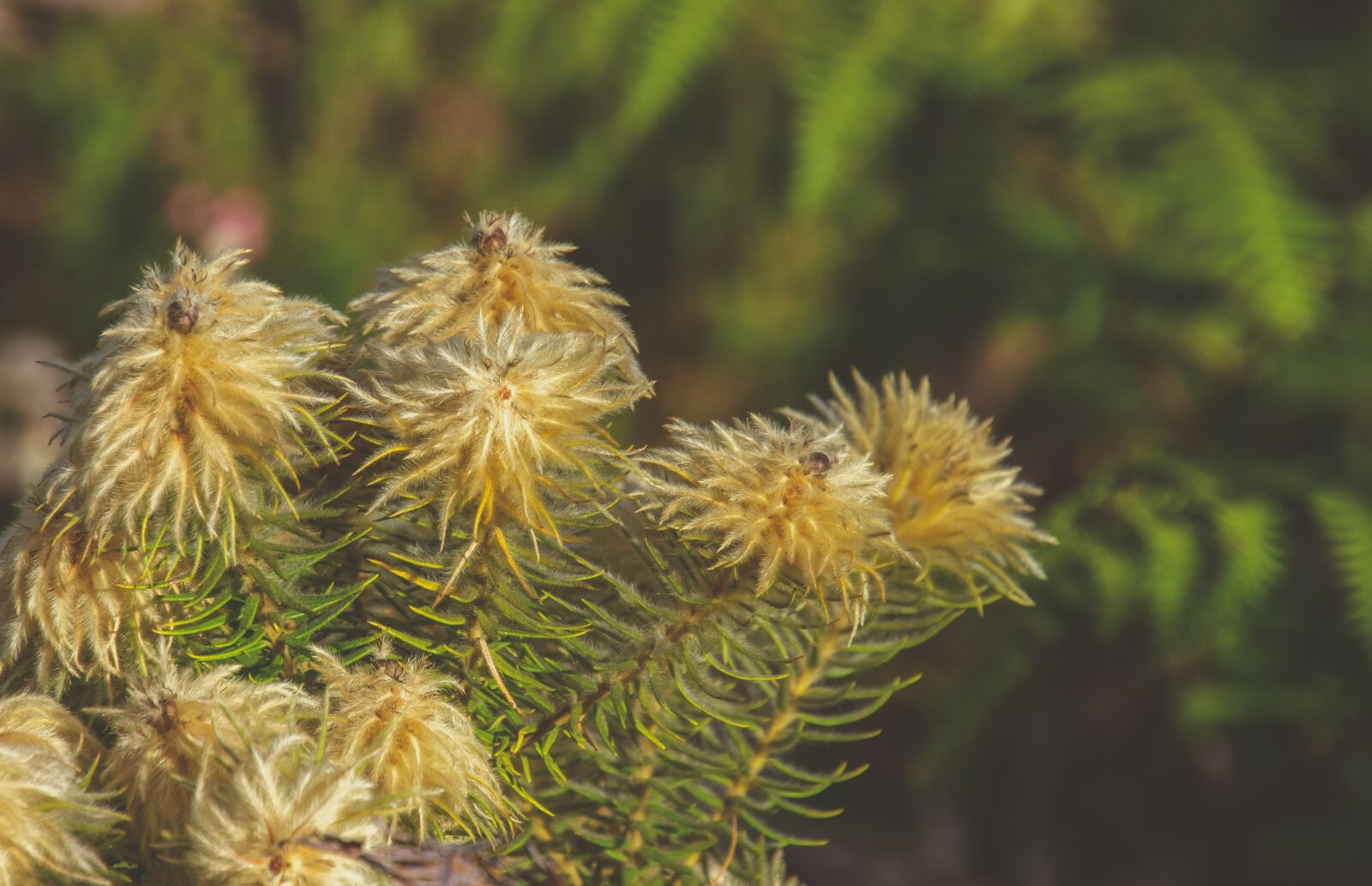Nikon D7000 sample photo. Plant, yellow, flowers photography
