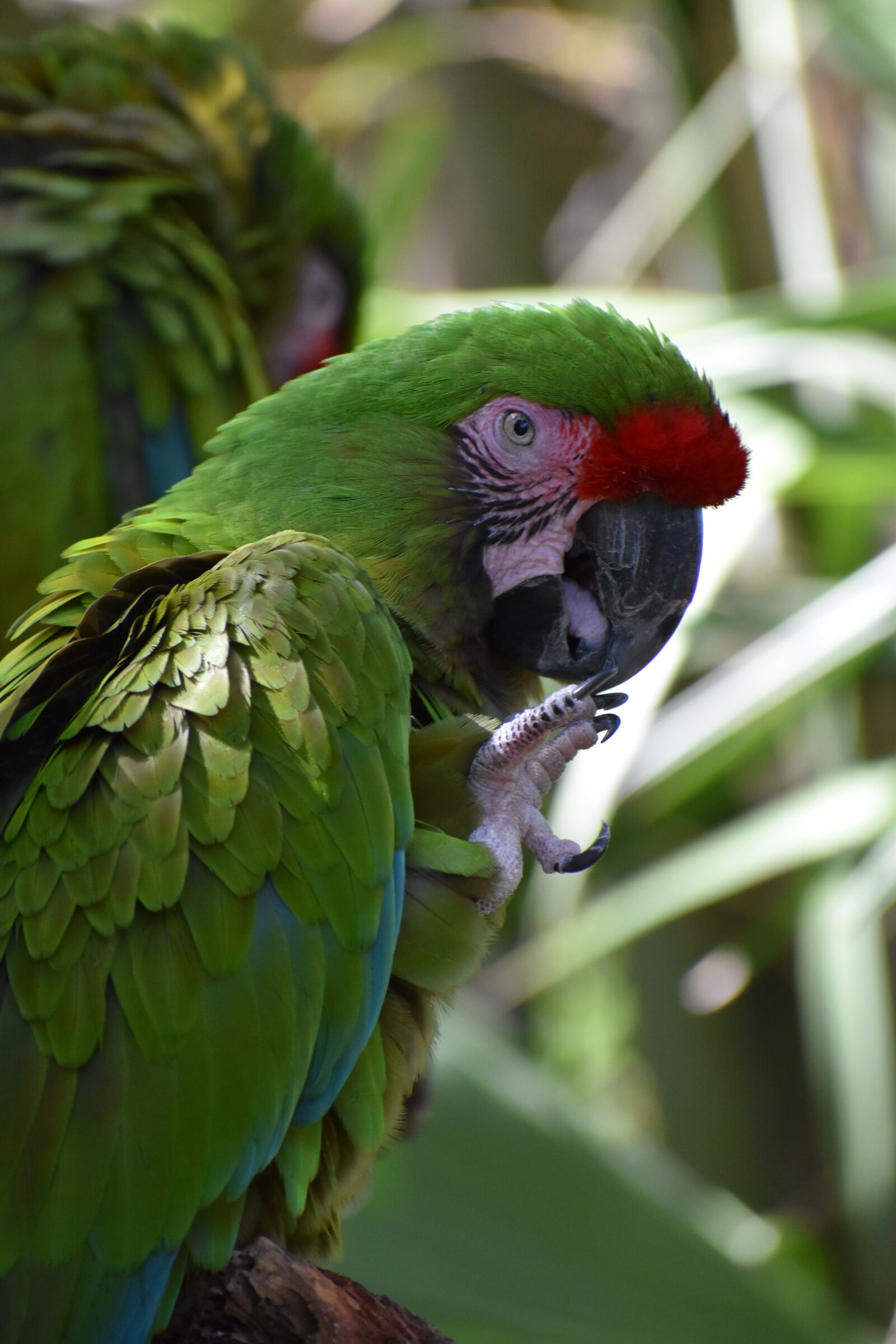 Nikon D3400 sample photo. Parrot, bird, exotic photography