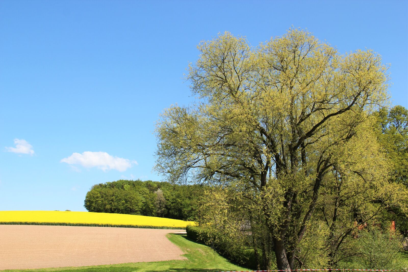 Canon EOS 550D (EOS Rebel T2i / EOS Kiss X4) sample photo. Field of rapeseeds, tree photography
