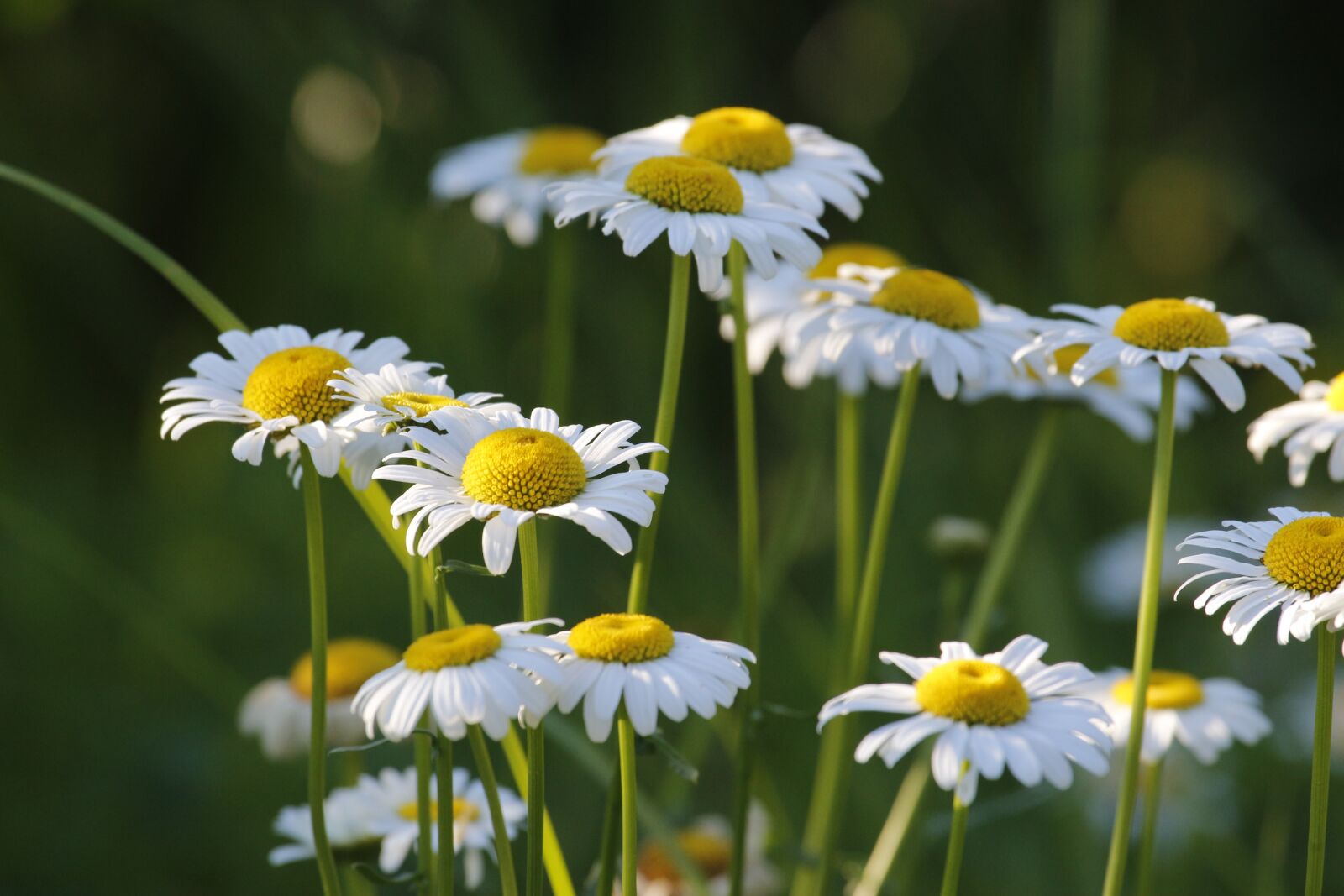 Canon EF 100-400mm F4.5-5.6L IS USM sample photo. Daisies, flowers, nature photography