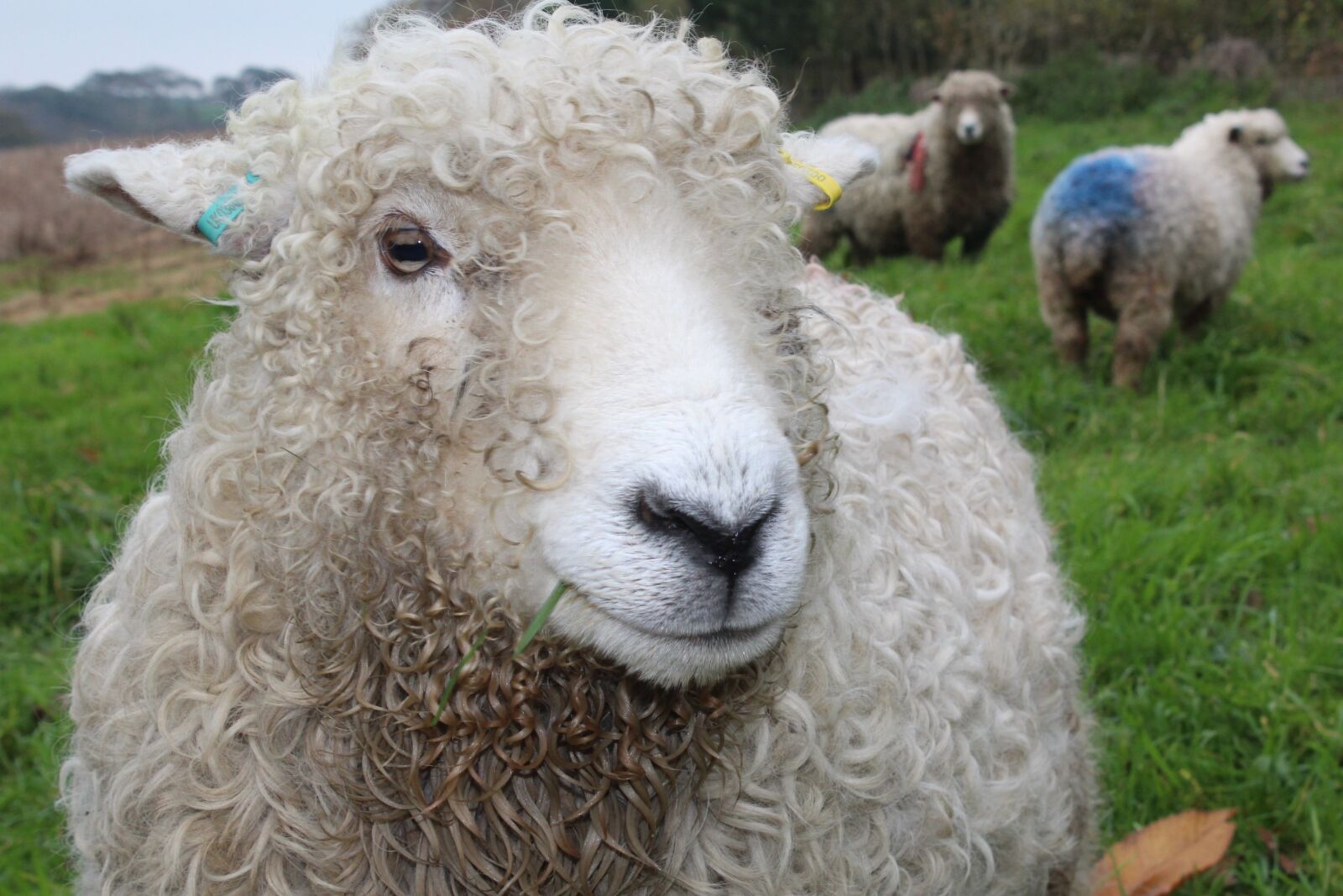 Canon EOS 1200D (EOS Rebel T5 / EOS Kiss X70 / EOS Hi) sample photo. Sheep, pasture, wool photography