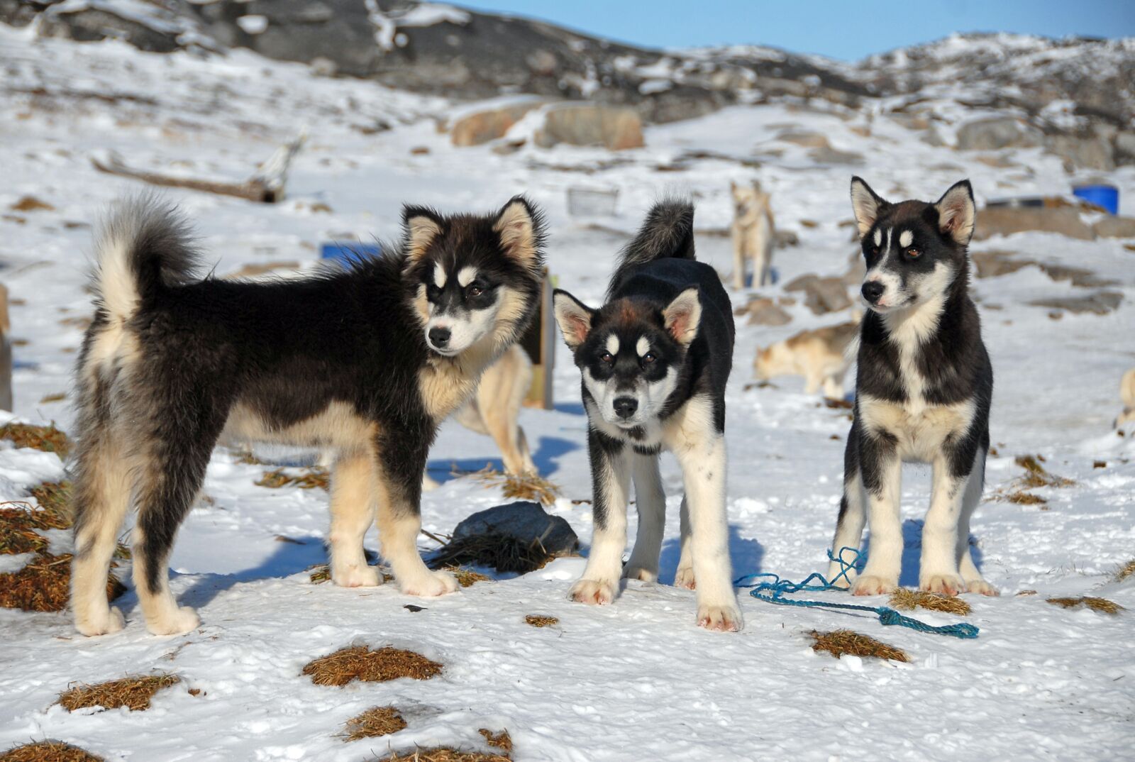 Nikon D200 sample photo. Greenland, greenland dog, dogs photography