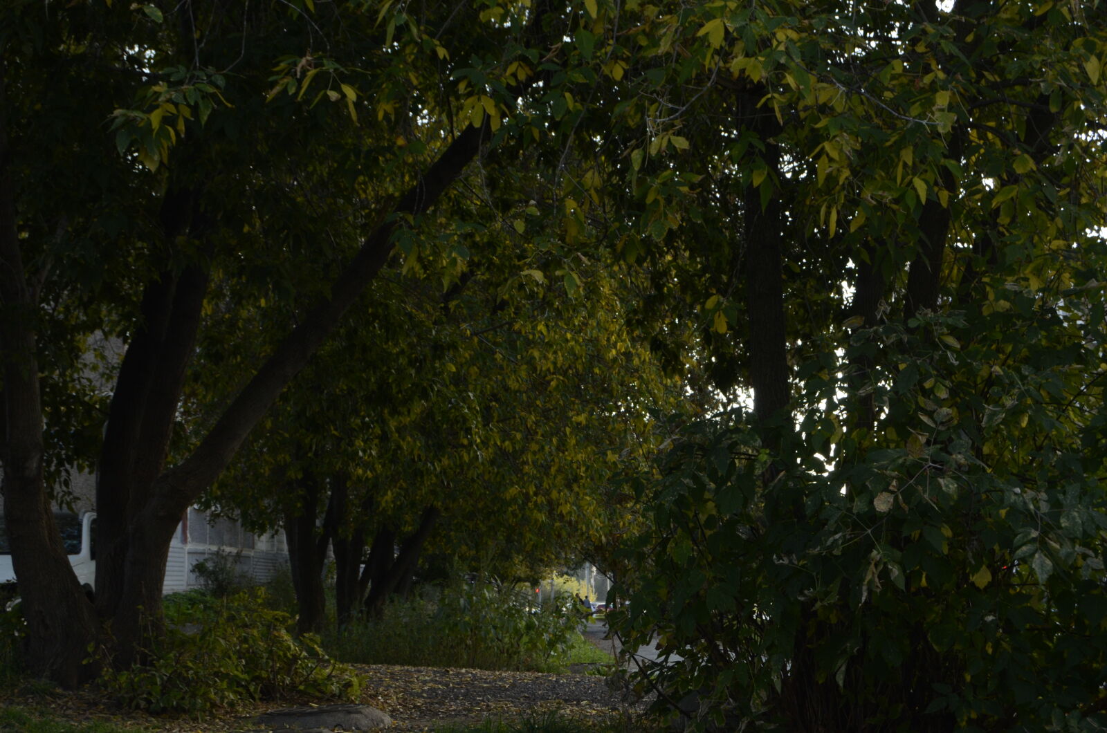 Nikon D5100 sample photo