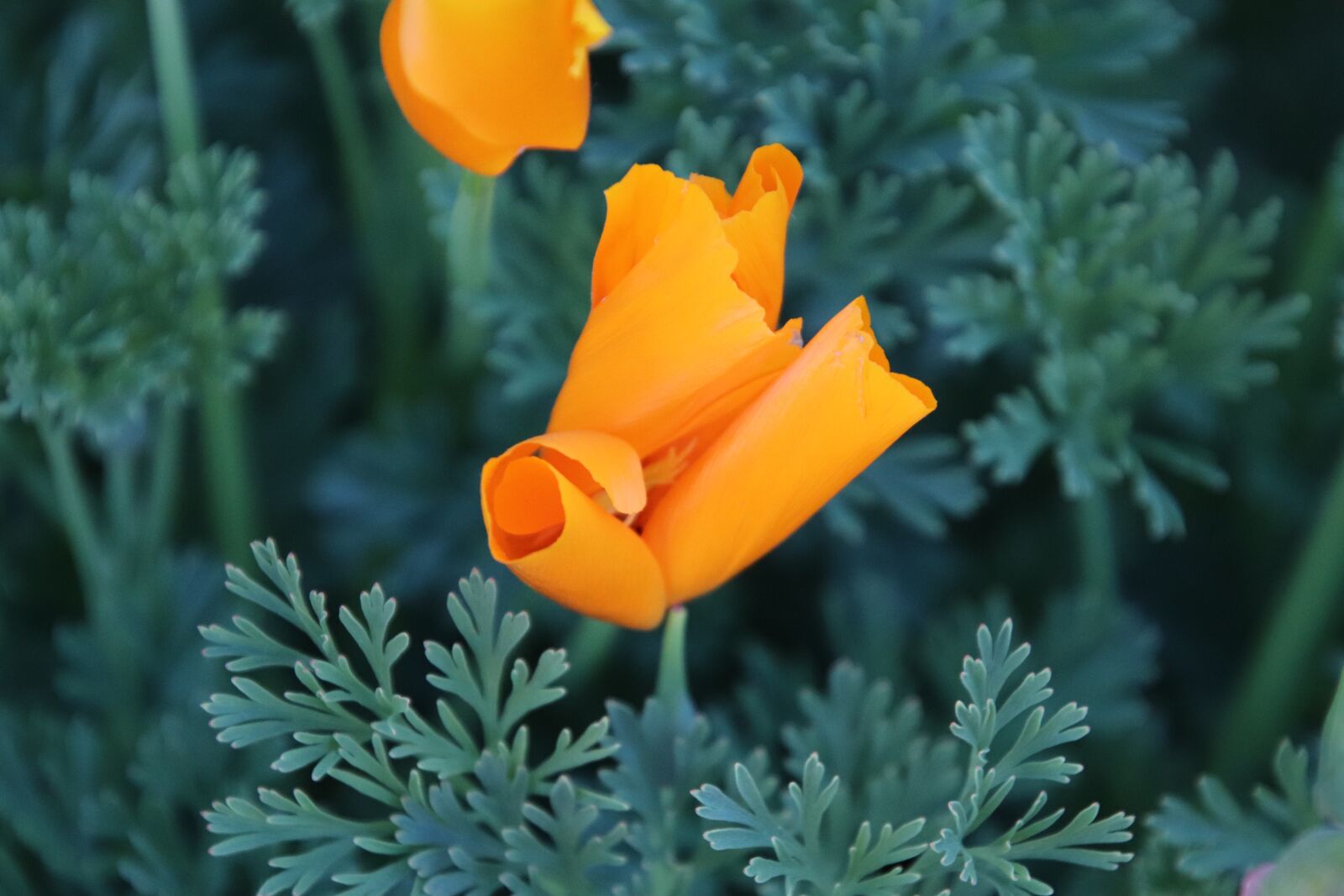Canon EOS 800D (EOS Rebel T7i / EOS Kiss X9i) sample photo. Escholtzia, poppies of california photography