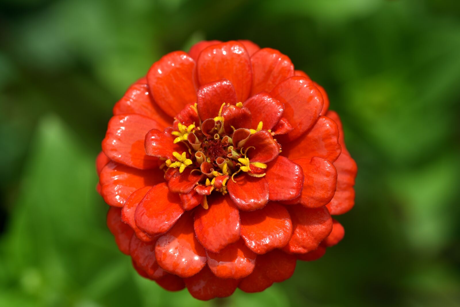 Nikon D750 sample photo. Marigold, orange, blossom photography