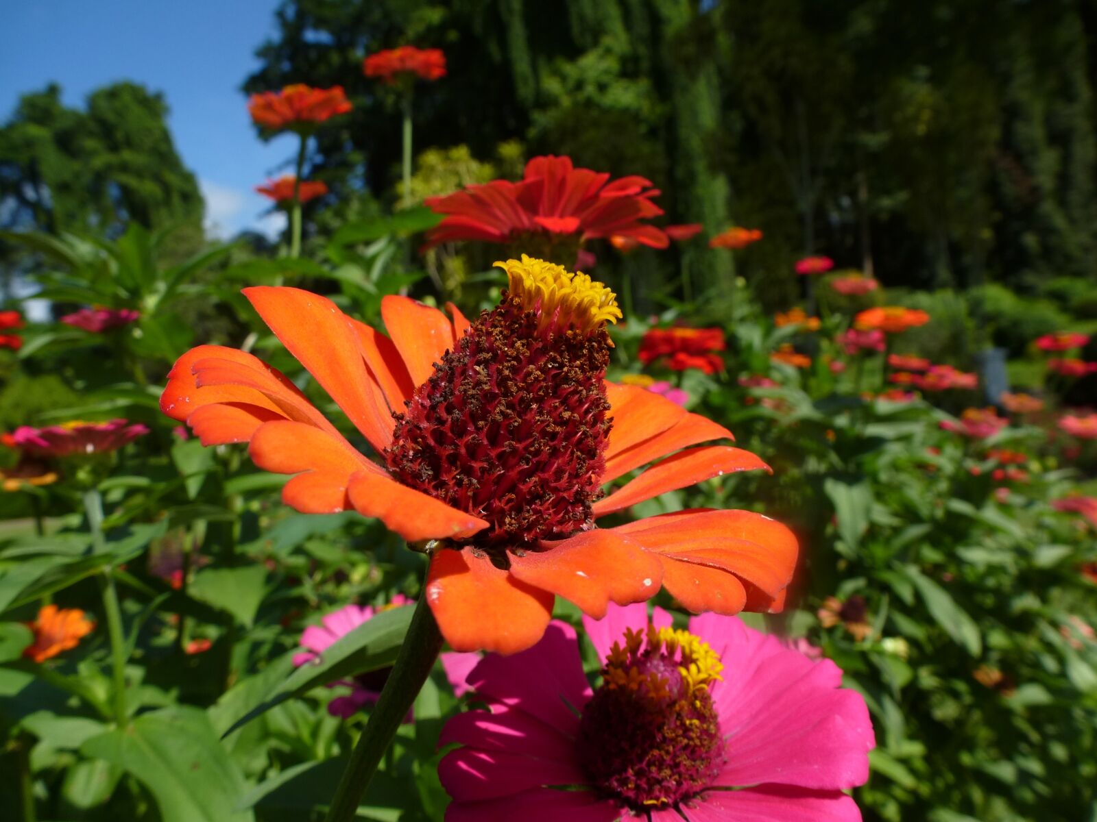 Panasonic Lumix DMC-ZS15 (Lumix DMC-TZ25) sample photo. Flower, orange, orange flowers photography