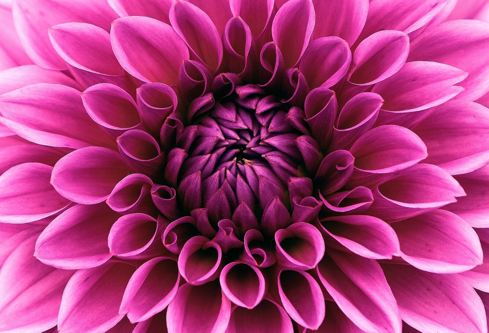 Nikon D7200 sample photo. Dahlia, dahlias, asteraceae photography