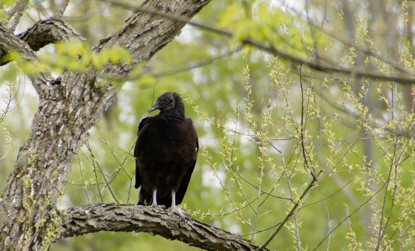Sony SLT-A77 sample photo. Black vulture, predator, nature photography
