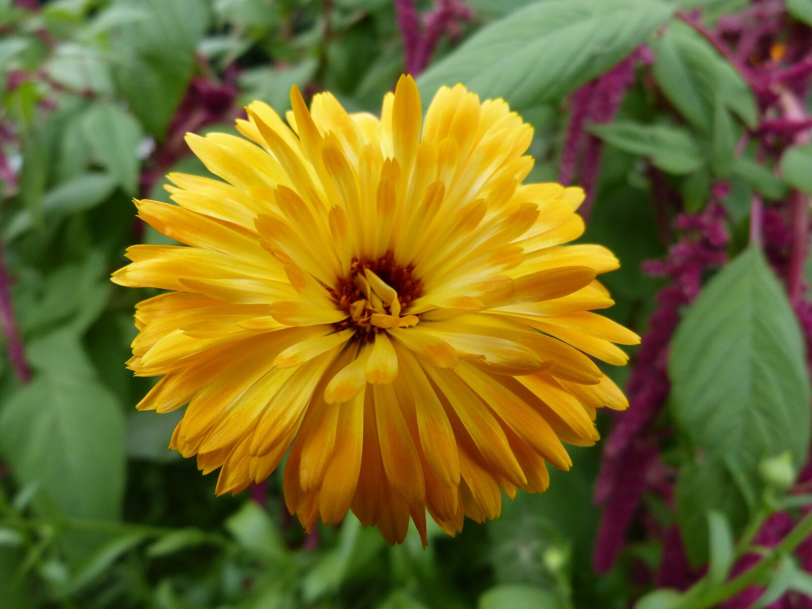 Panasonic Lumix DMC-FZ150 sample photo. Blossom, bloom, yellow photography