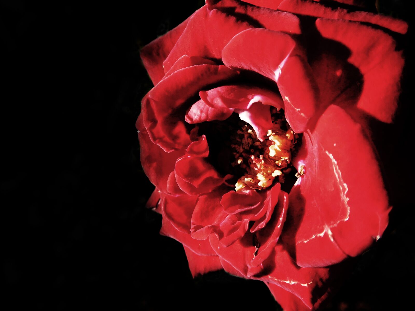 Nikon Coolpix S7000 sample photo. Rose, red, flower photography