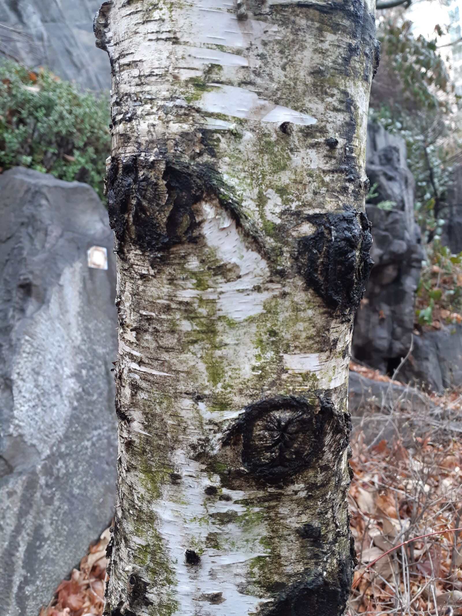 Samsung Galaxy A8(2018) sample photo. Tree, nature, wood photography