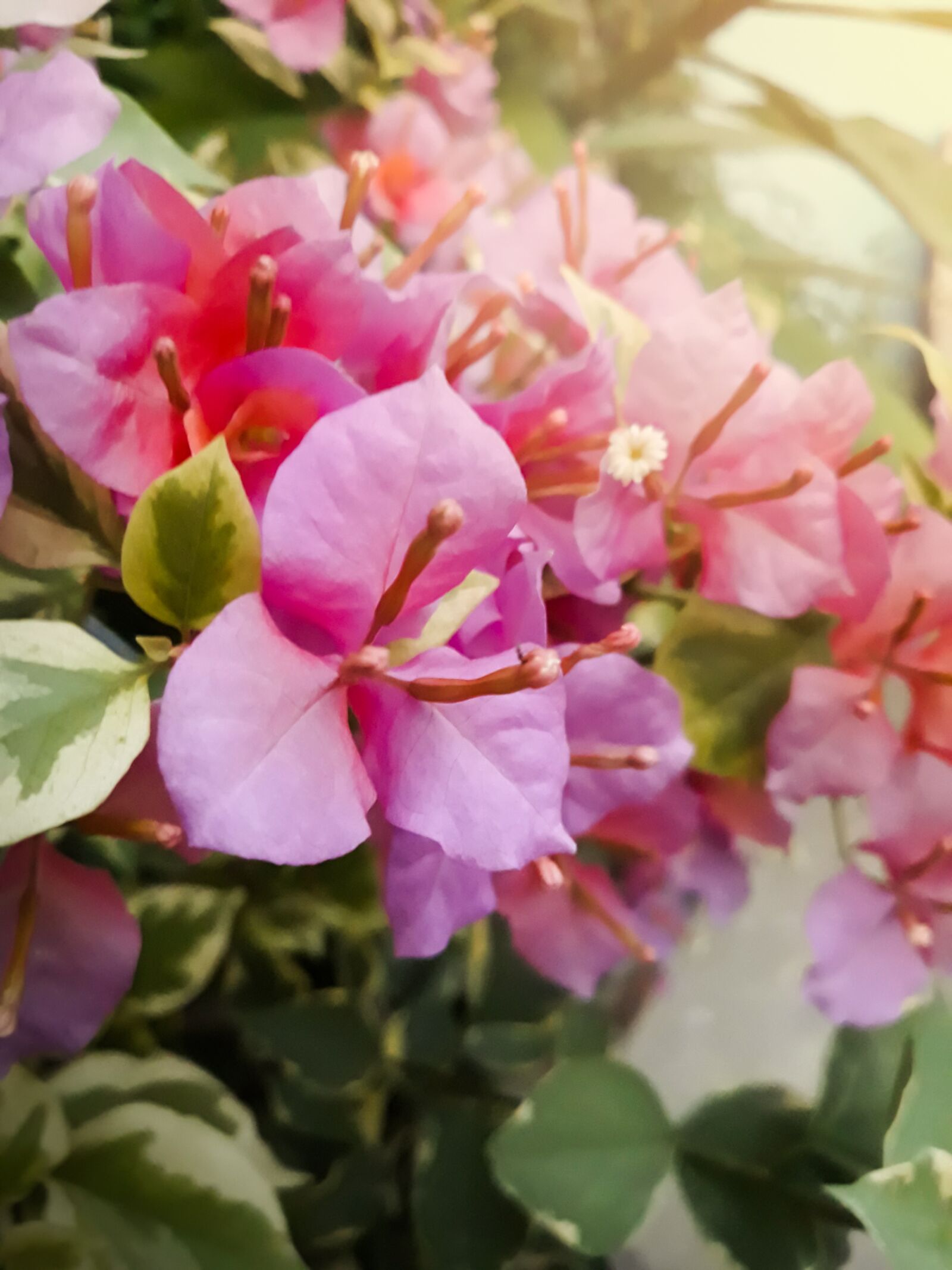 Samsung Galaxy J7 Pro sample photo. Bougainvillea, closeup, bloom photography