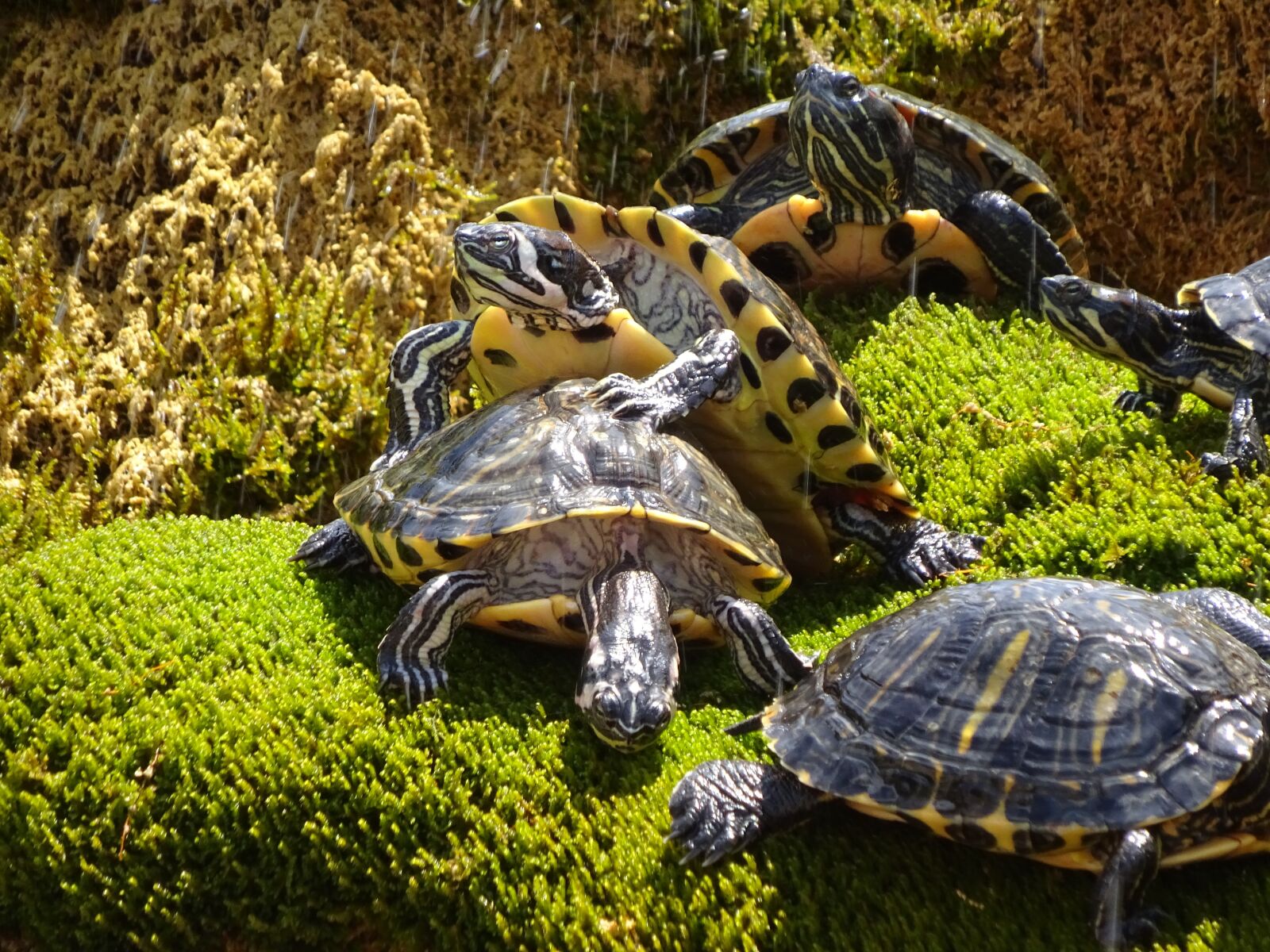 Sony Cyber-shot DSC-WX350 sample photo. Animals, turtle, green photography