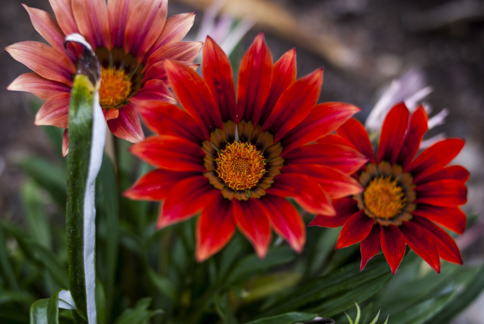 Nikon D60 sample photo. Flower, nature, plant photography