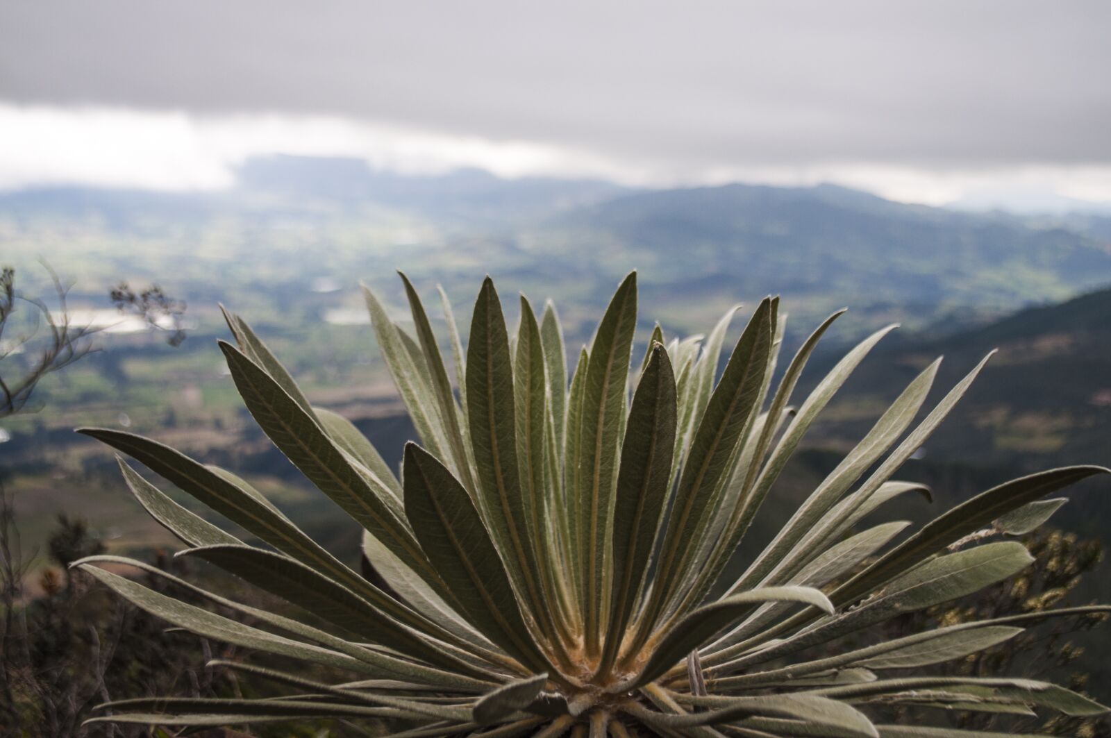 Nikon D5000 sample photo. Frailejón, moor, colombia photography