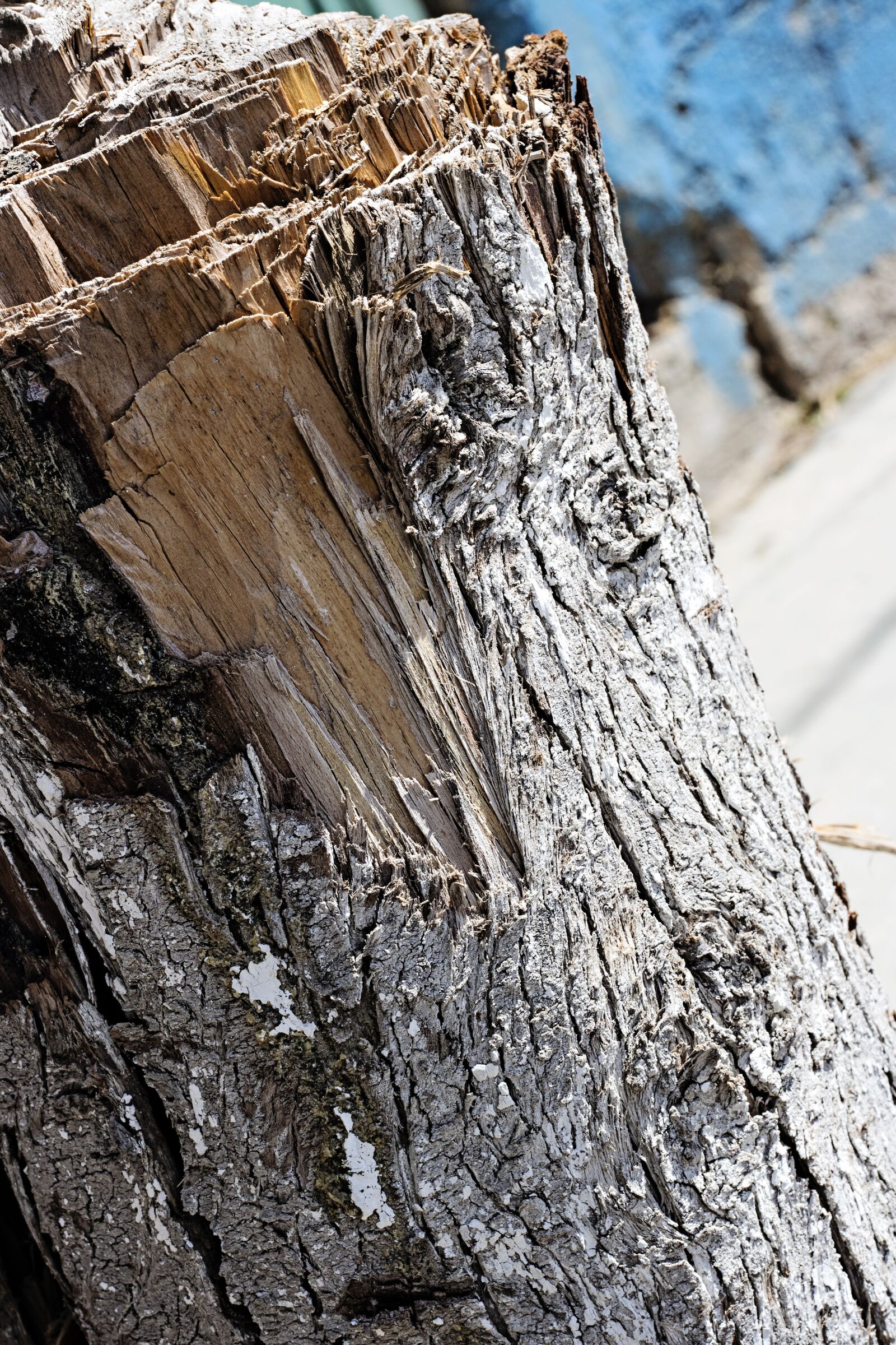 Canon EOS 760D (EOS Rebel T6s / EOS 8000D) + Canon EF 50mm F1.8 STM sample photo. Stump, brown, nature photography