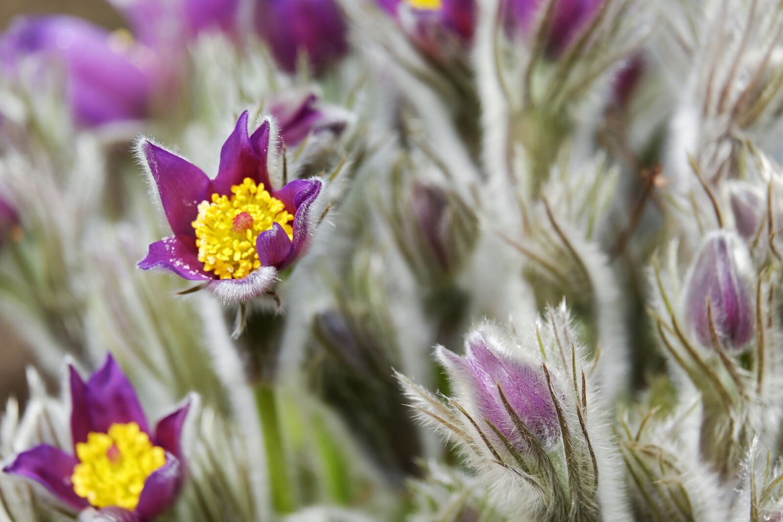 Fujifilm XF 55-200mm F3.5-4.8 R LM OIS sample photo. Pasque flower, pulsatilla patens photography