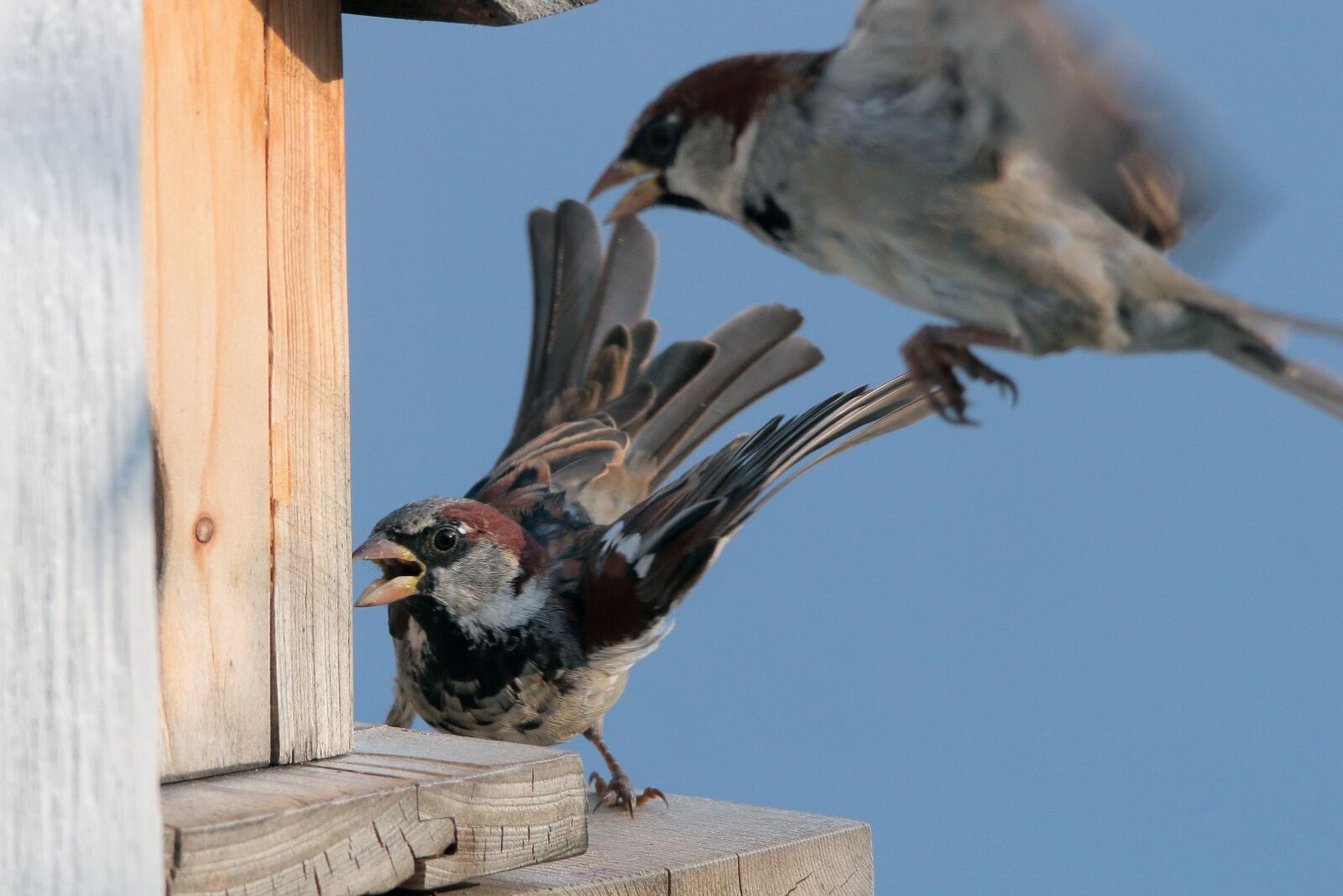 Canon EOS 70D sample photo. Sparrow, sperling, dispute photography