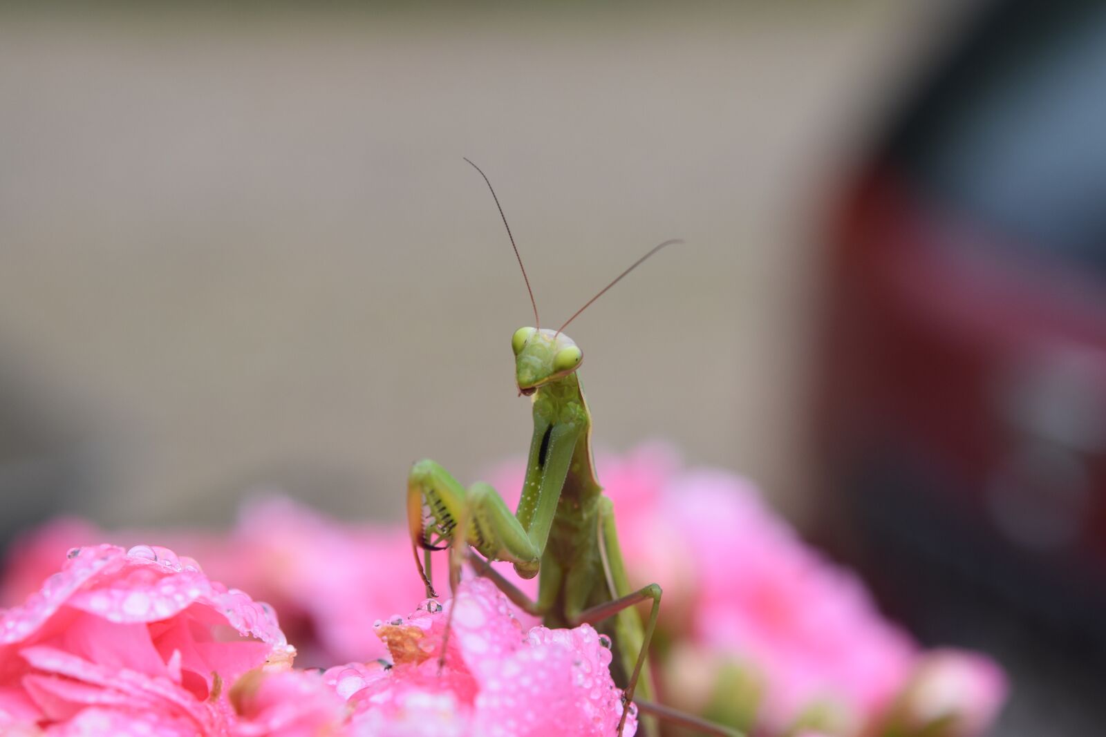 Nikon D5600 sample photo. Insect, mantis, entomology photography