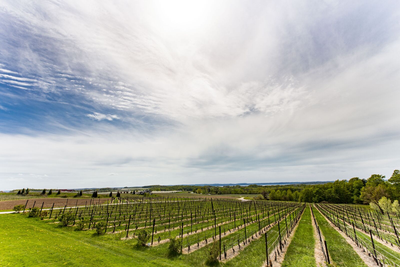 Canon EF 16-35mm F2.8L II USM sample photo. Vineyard, winery, grapes photography