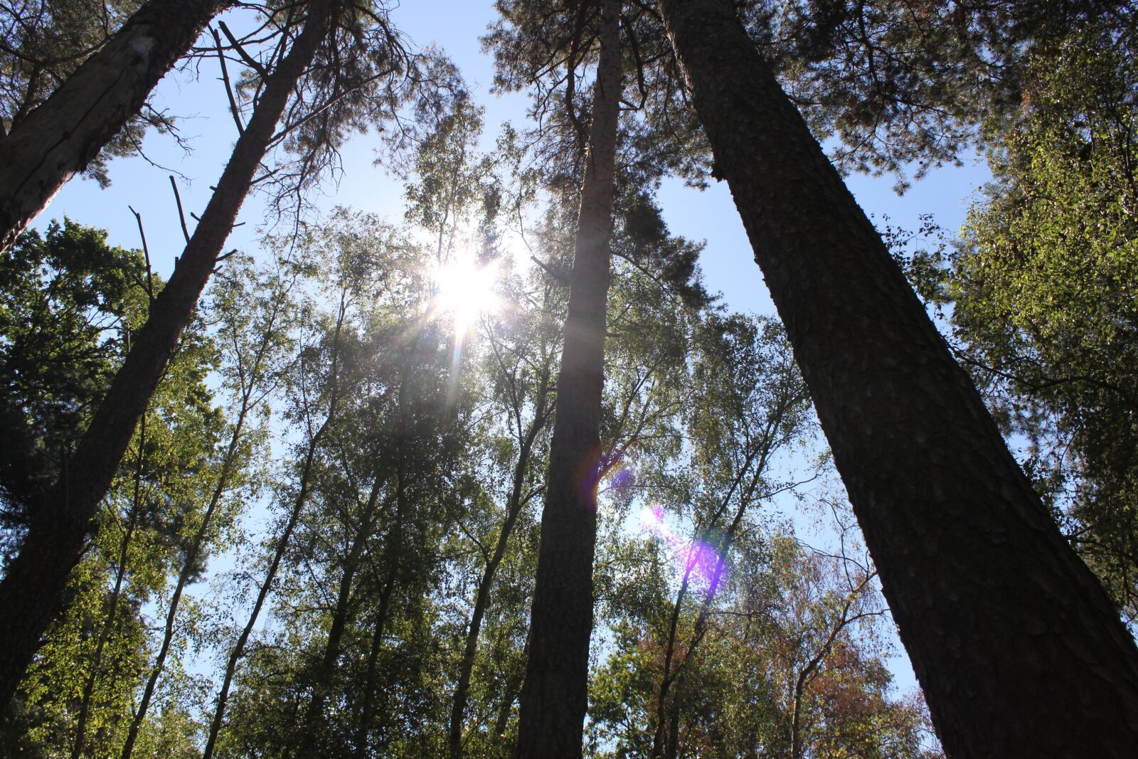 Canon EOS 500D (EOS Rebel T1i / EOS Kiss X3) sample photo. Forest, trees, sun photography