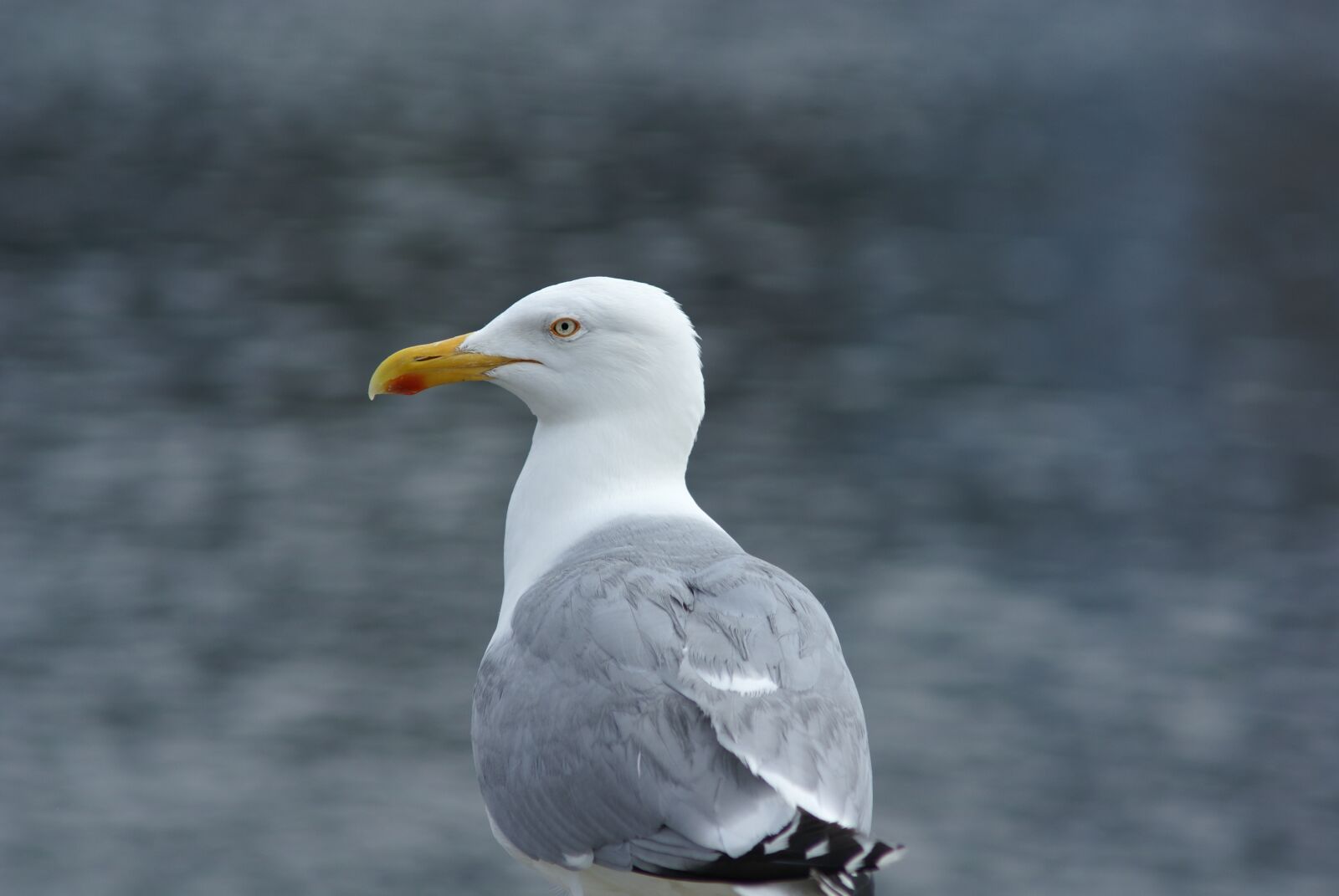 Sony Alpha DSLR-A100 sample photo. Seagull, herring gull, seevogel photography