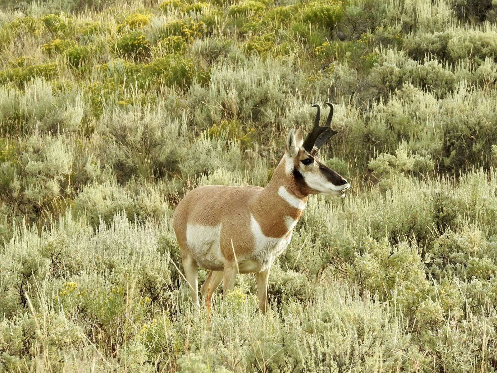 Nikon Coolpix P900 sample photo. Pronghorn, yellowstone national park photography