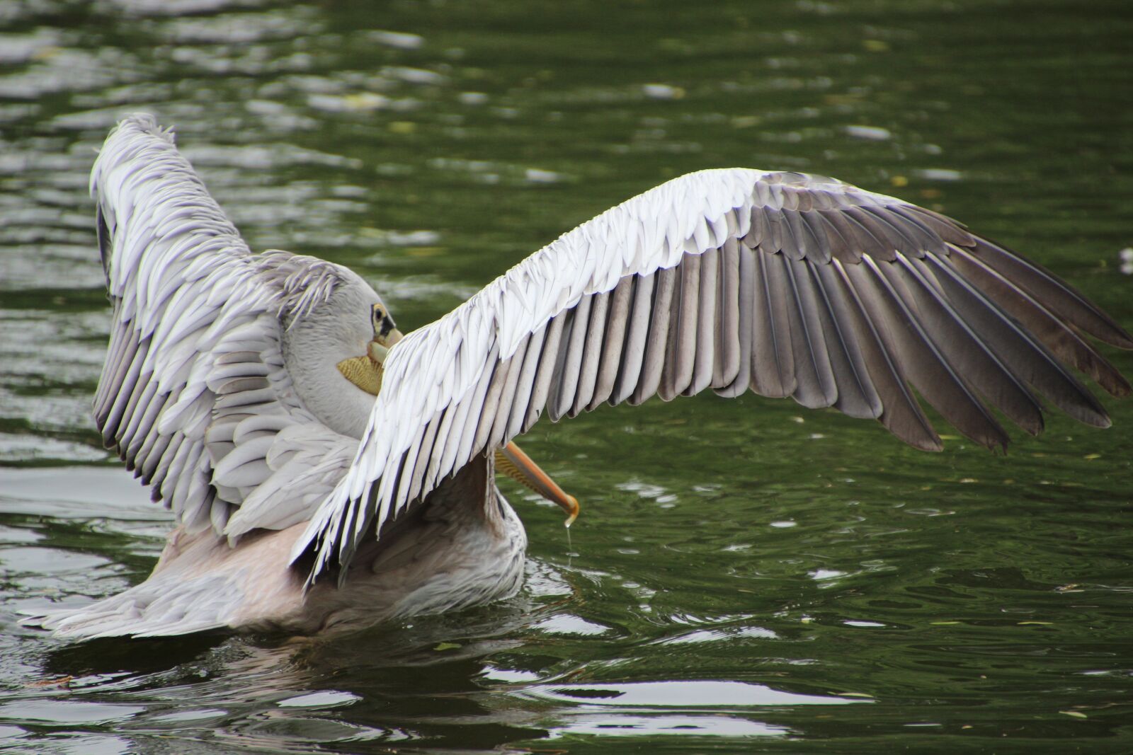Canon EOS 600D (Rebel EOS T3i / EOS Kiss X5) sample photo. Pelican, bird, water bird photography