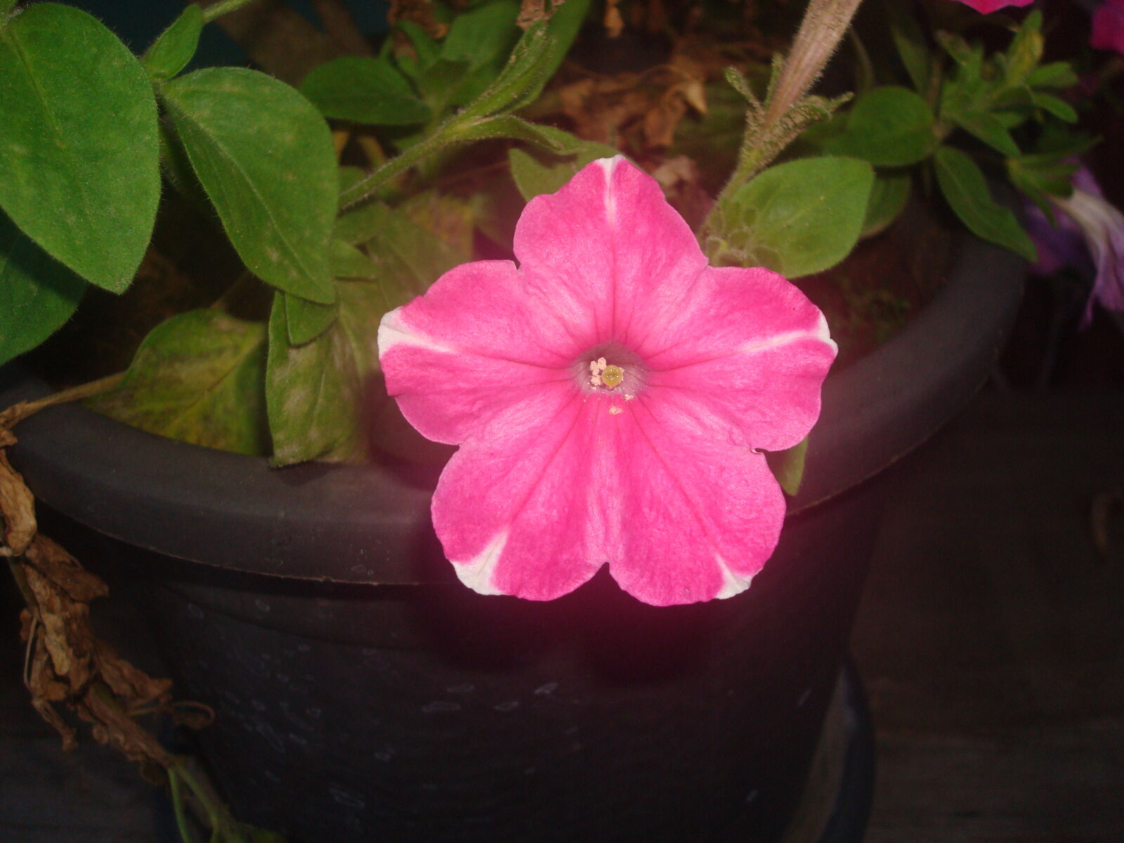 Sony DSC-W80 sample photo